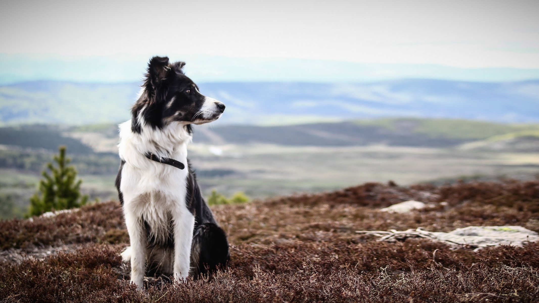 hund blick freund sommer