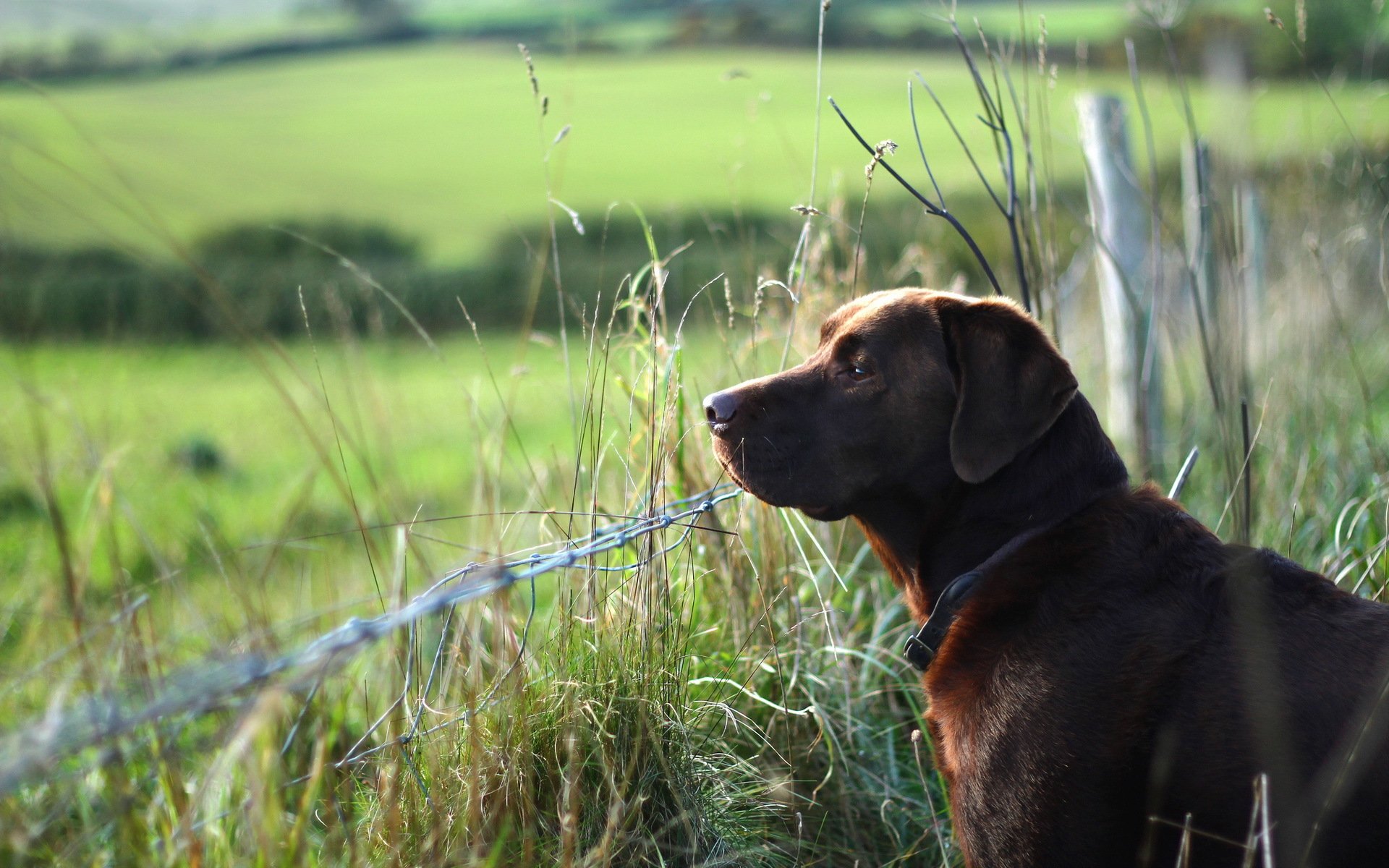hund freund zaun