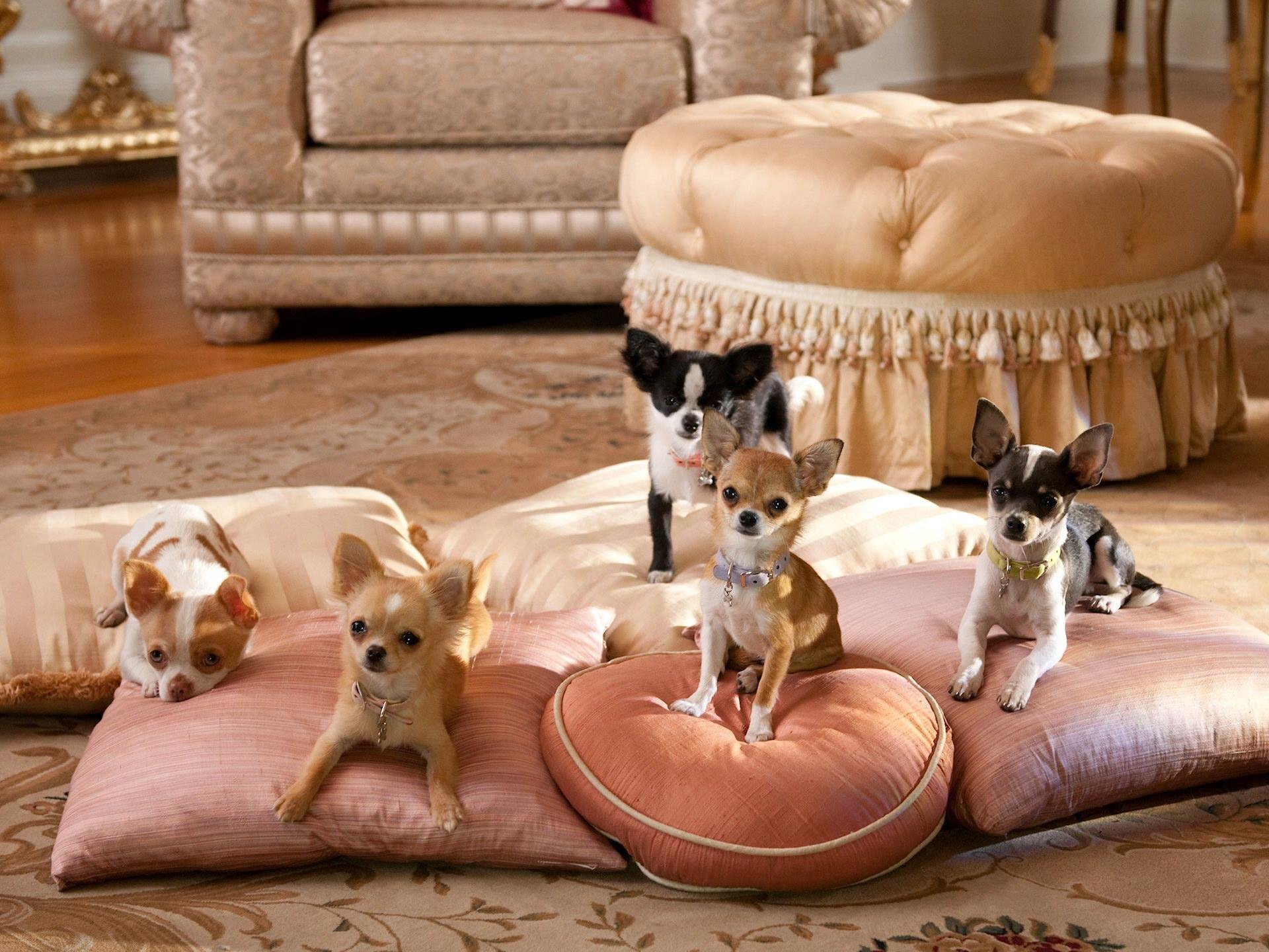 chihuahua pillow room dog