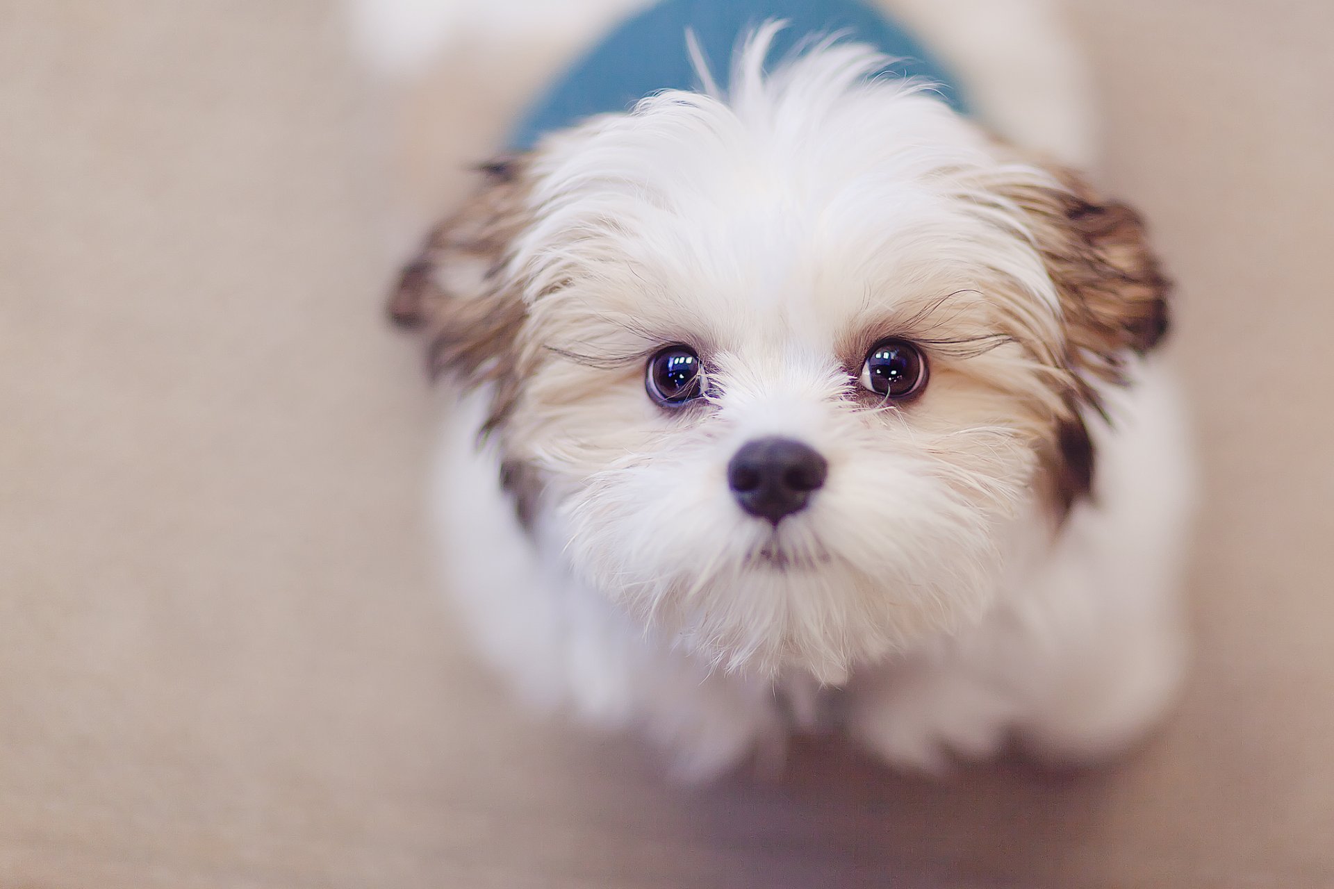 hund blick freund hintergrund