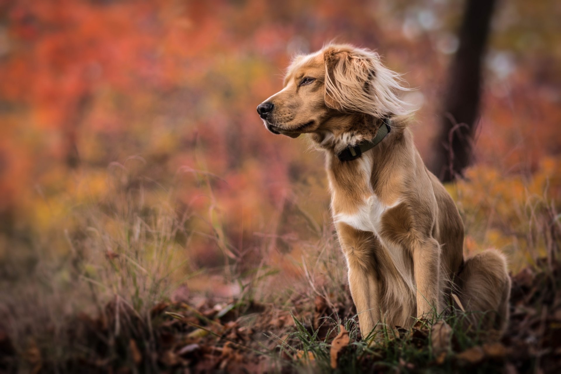 chien herbe automne nature bokeh