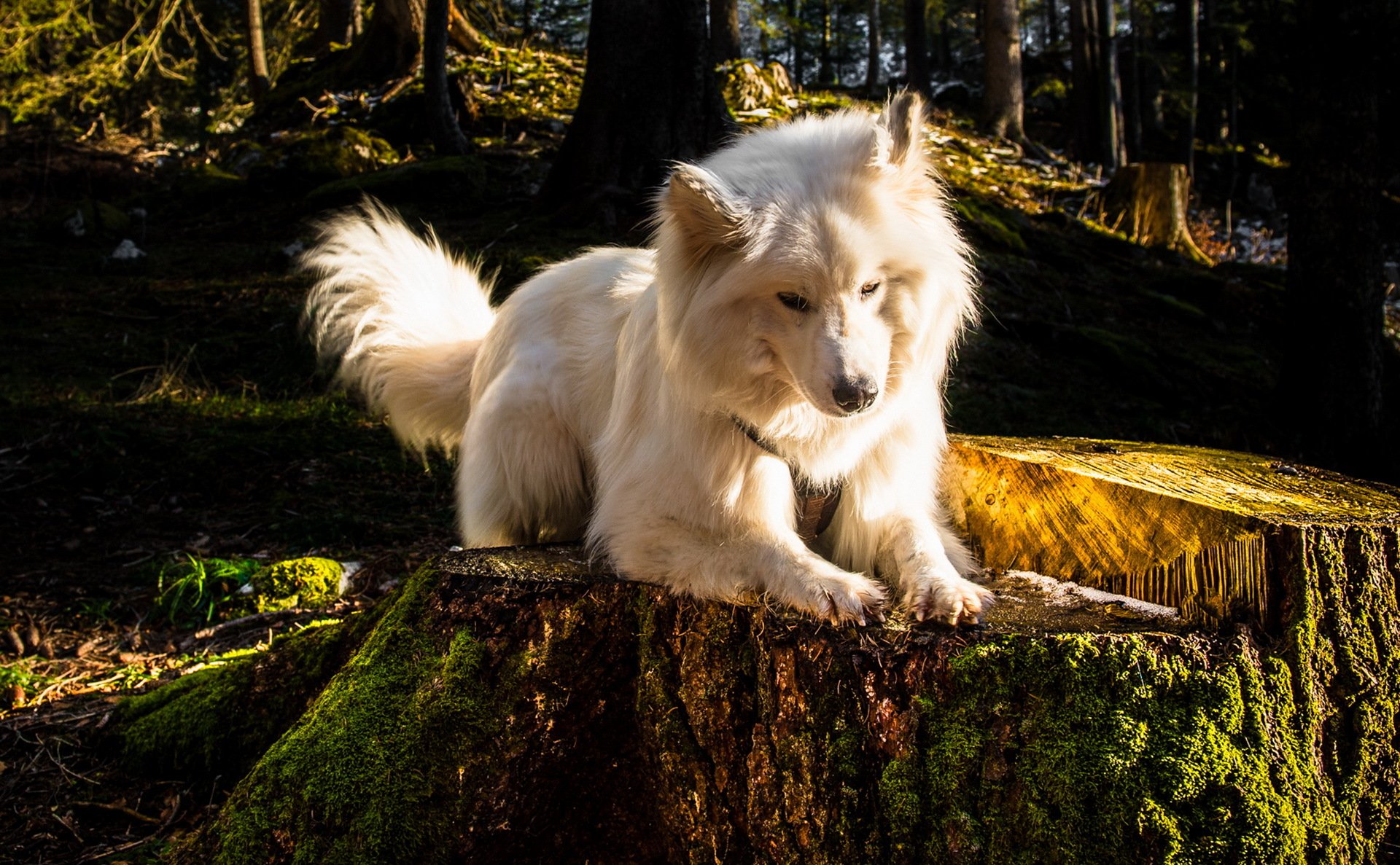 hund blick freund