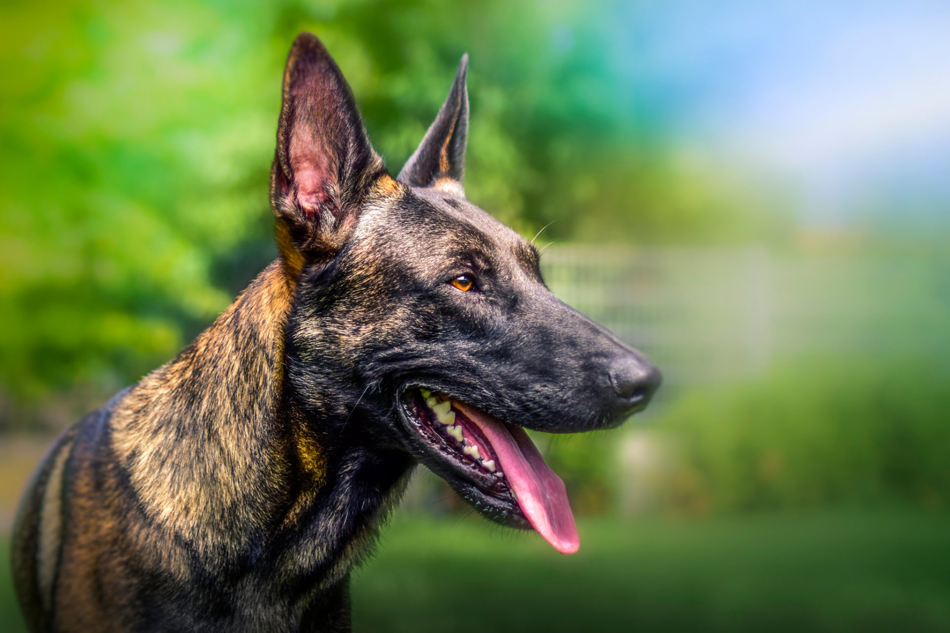 amigo hocico desenfoque bokeh perro