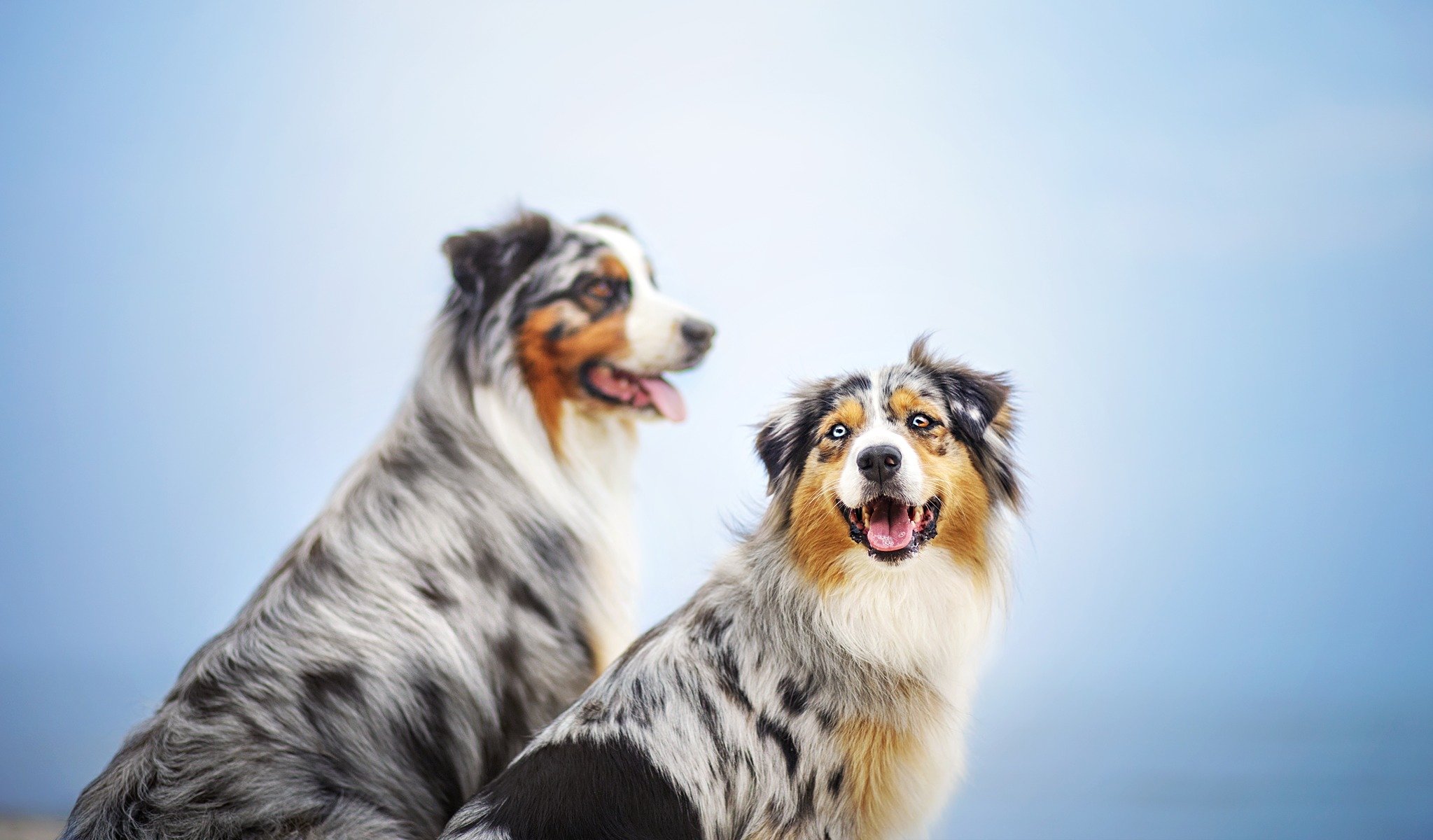 hunde freunde hintergrund