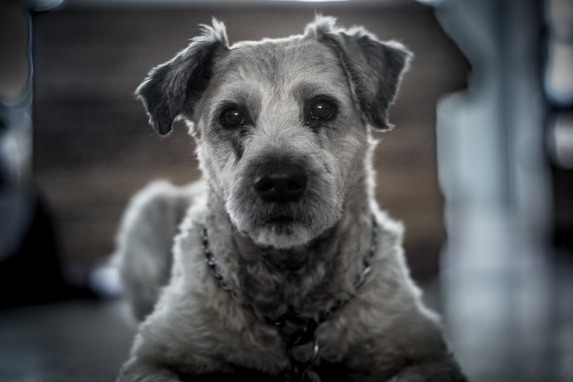 perro mirada amigo fondo