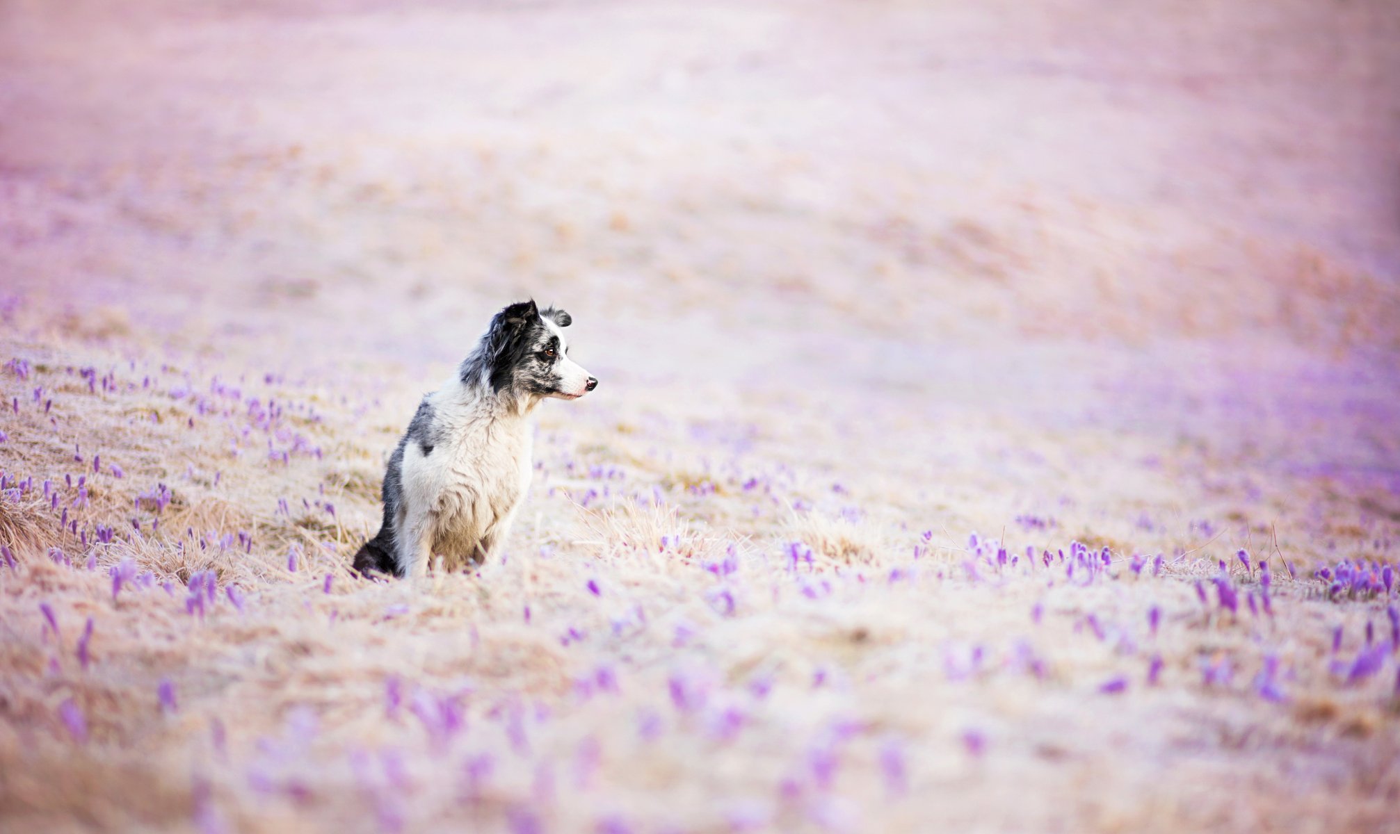 hund blick freund