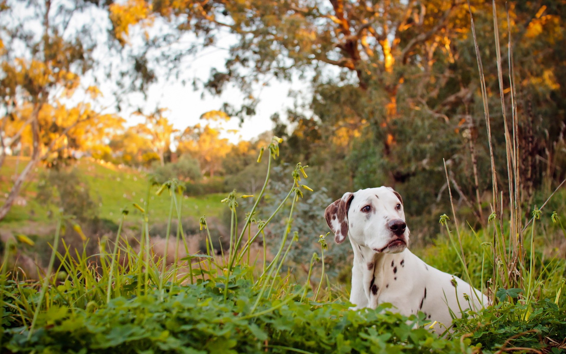 dalmatien chien rivière