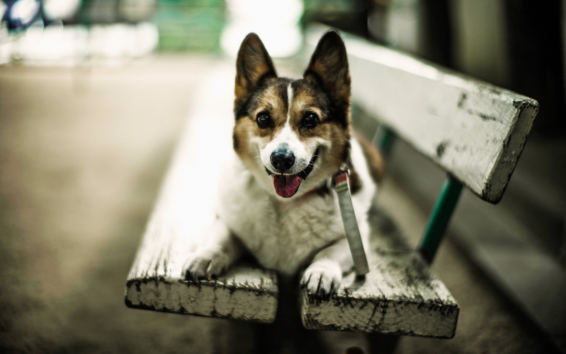 dog other bench