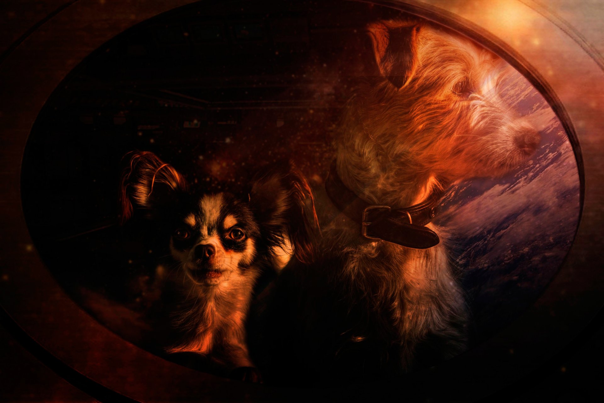 pieski lustro art