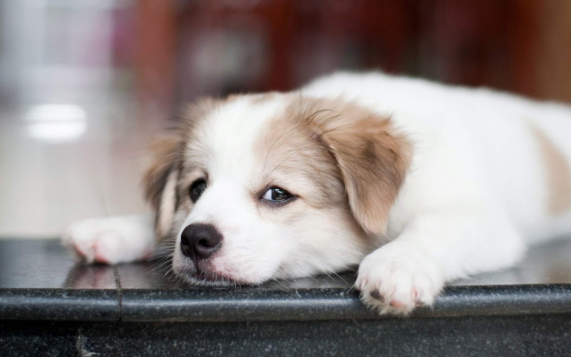 dog view background