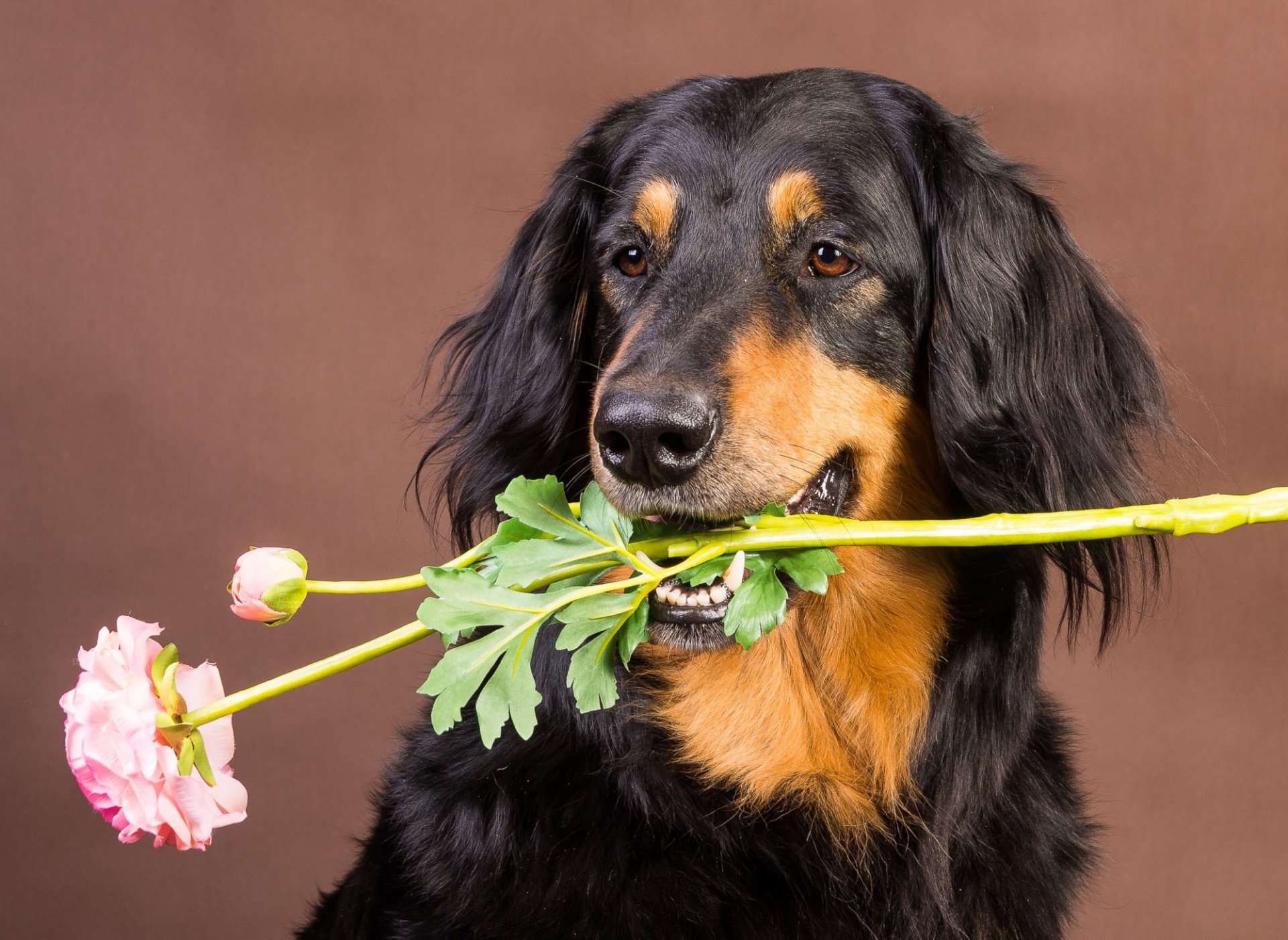chien ami fleur fond