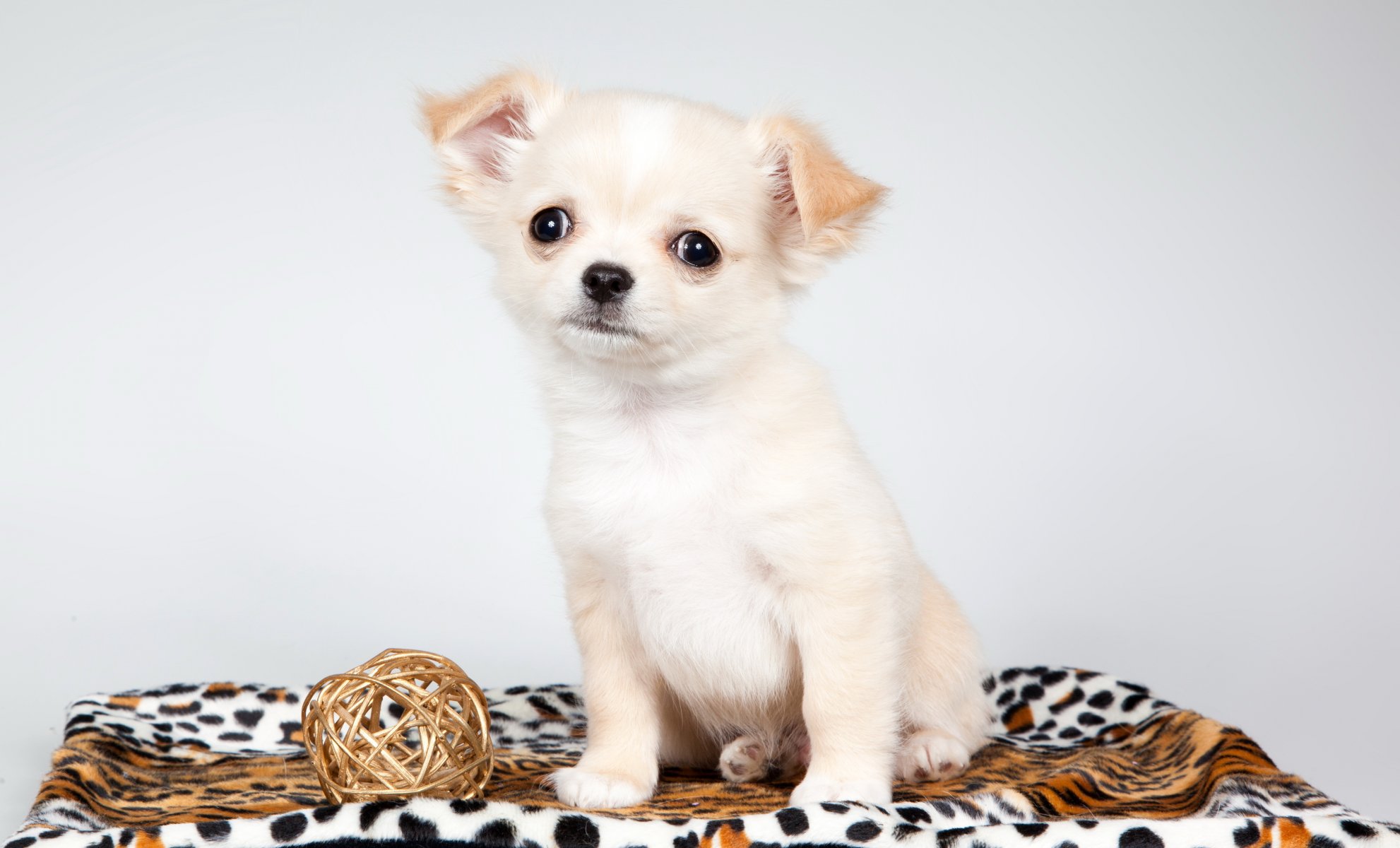 chien regard ami