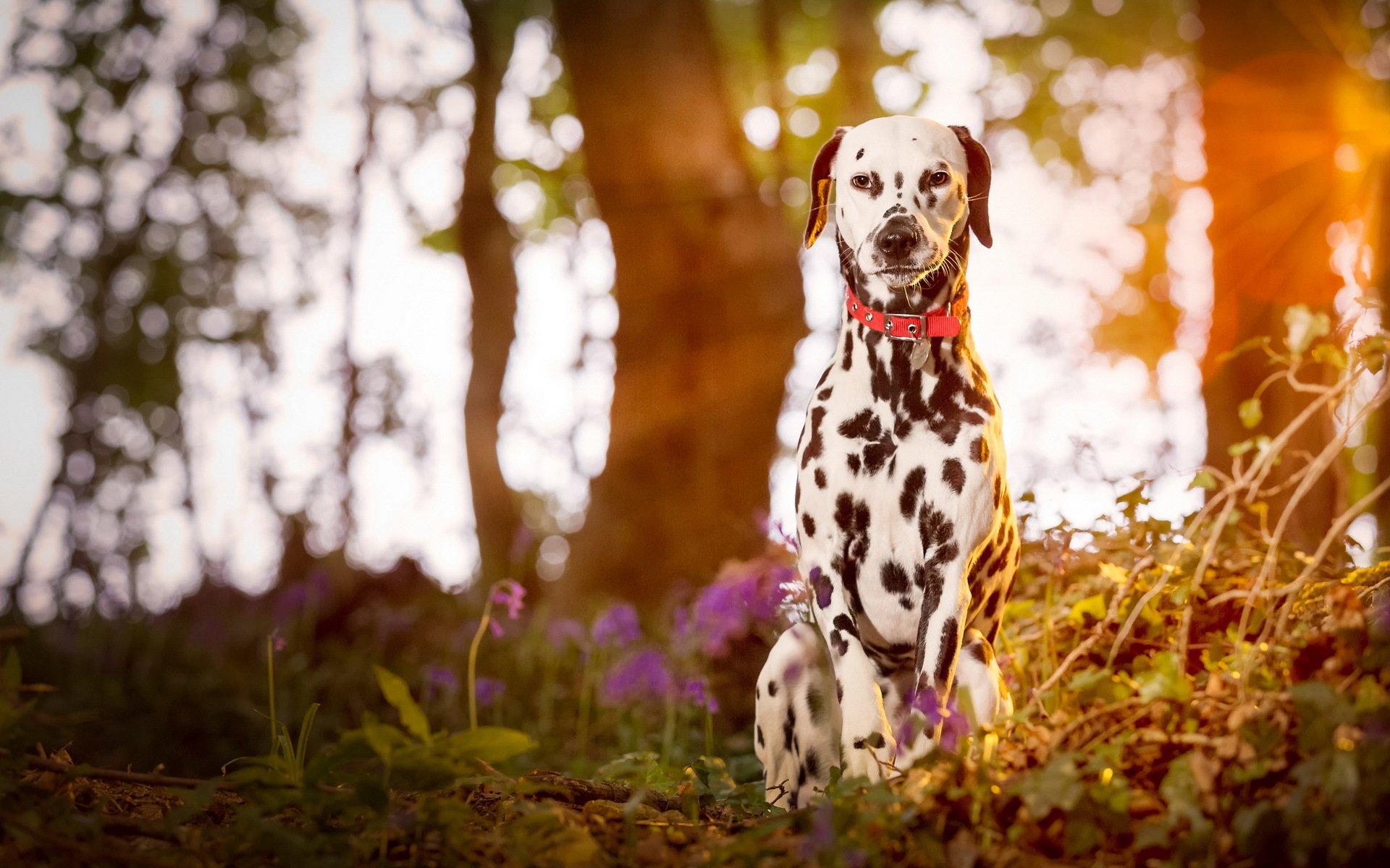 dalmatian puppy dog wood