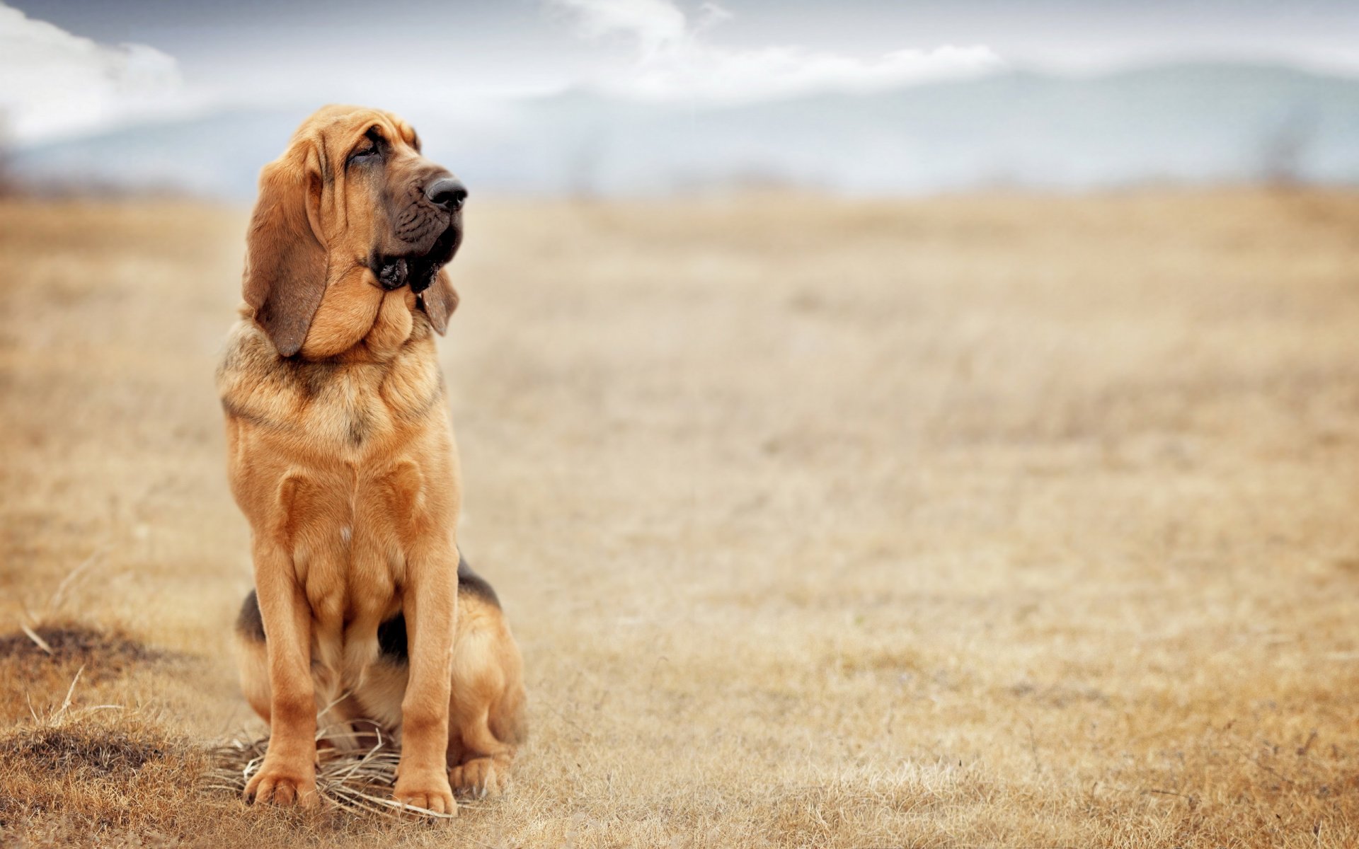 hund blick freund