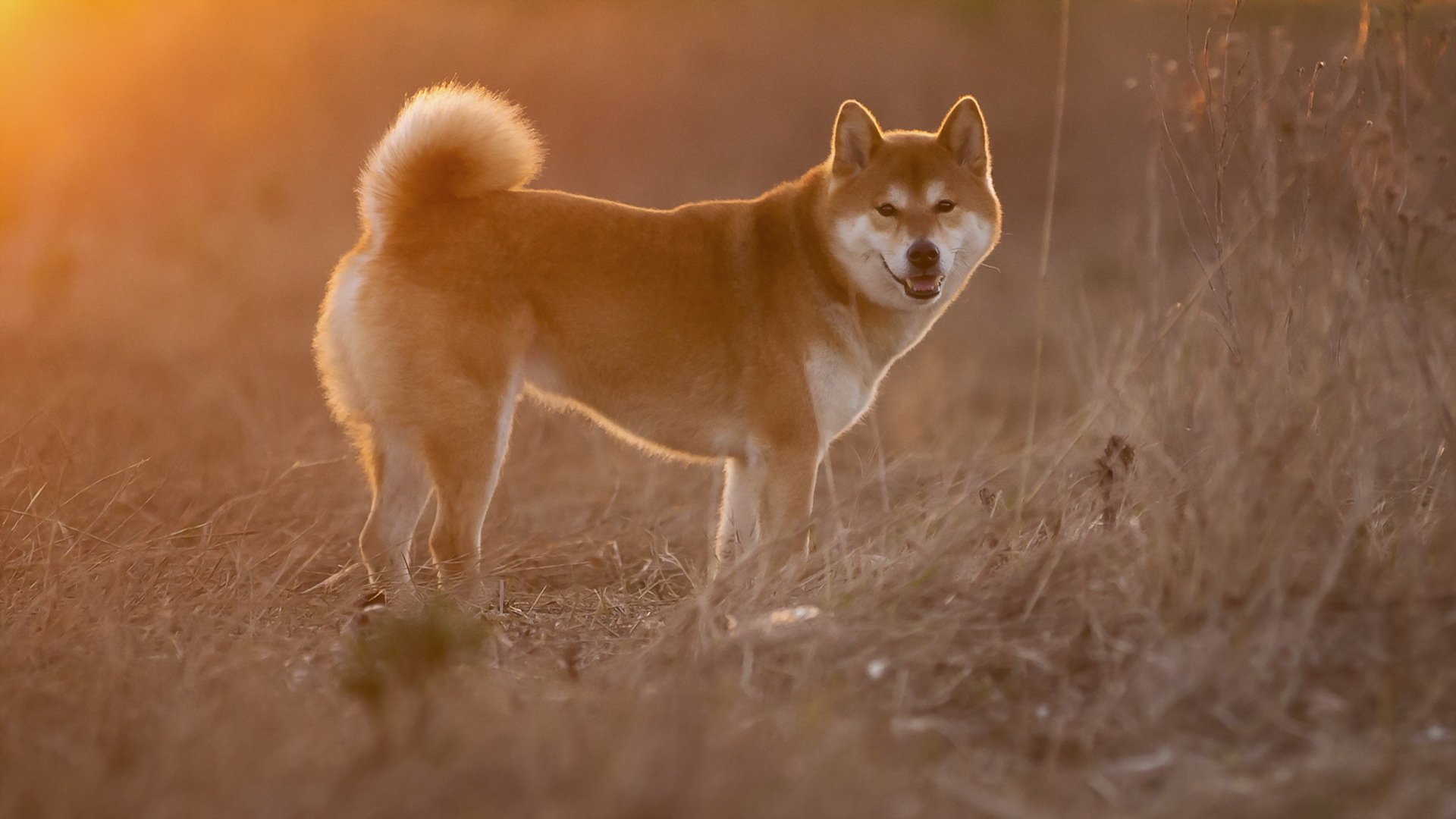 hund blick freund