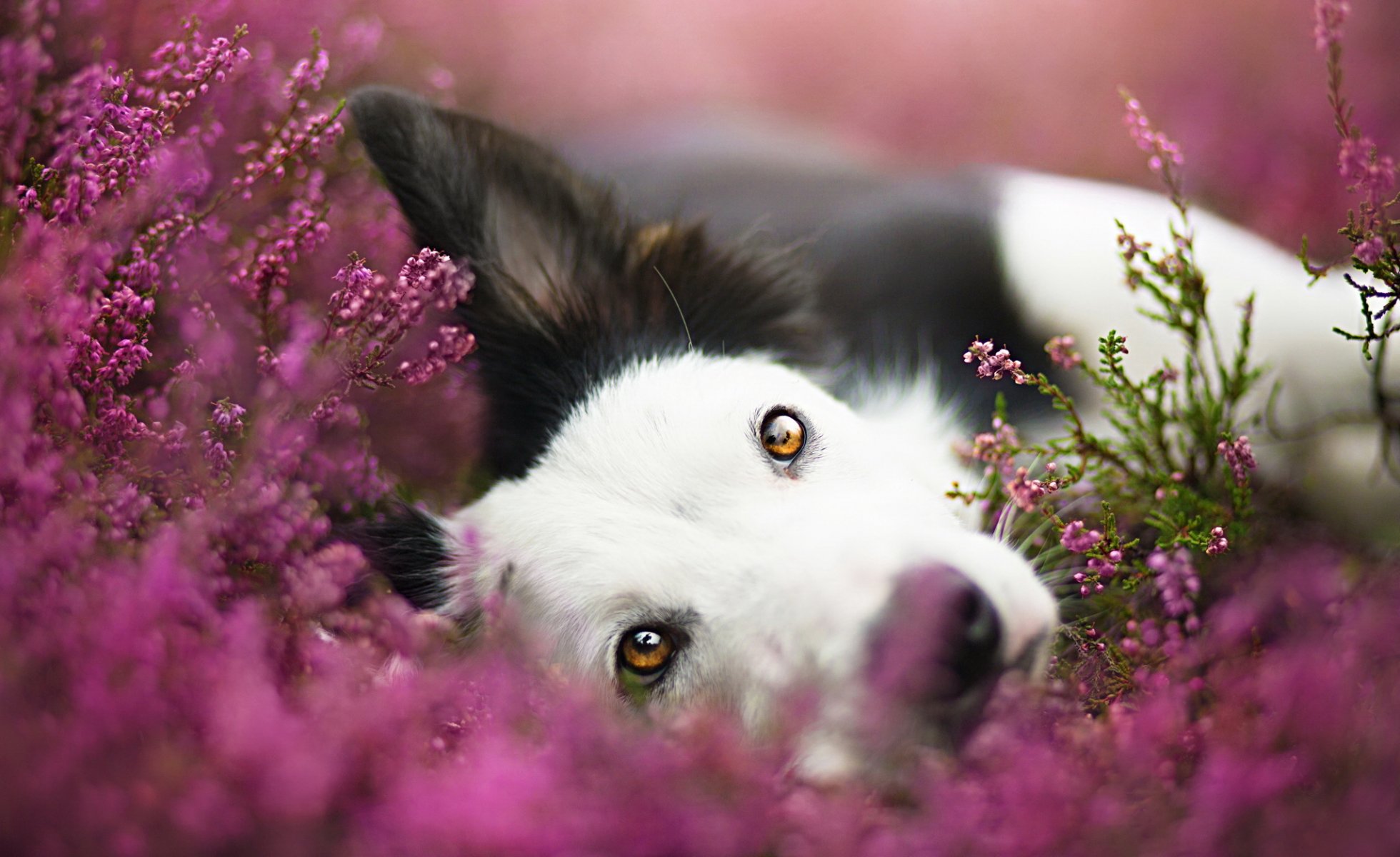 dog view other