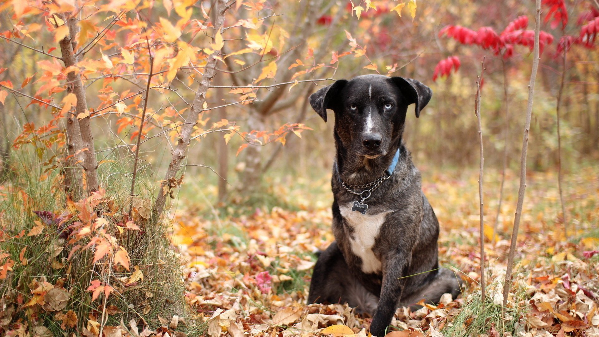 hund wachhund kette halsband herbst wald gras bunte laub