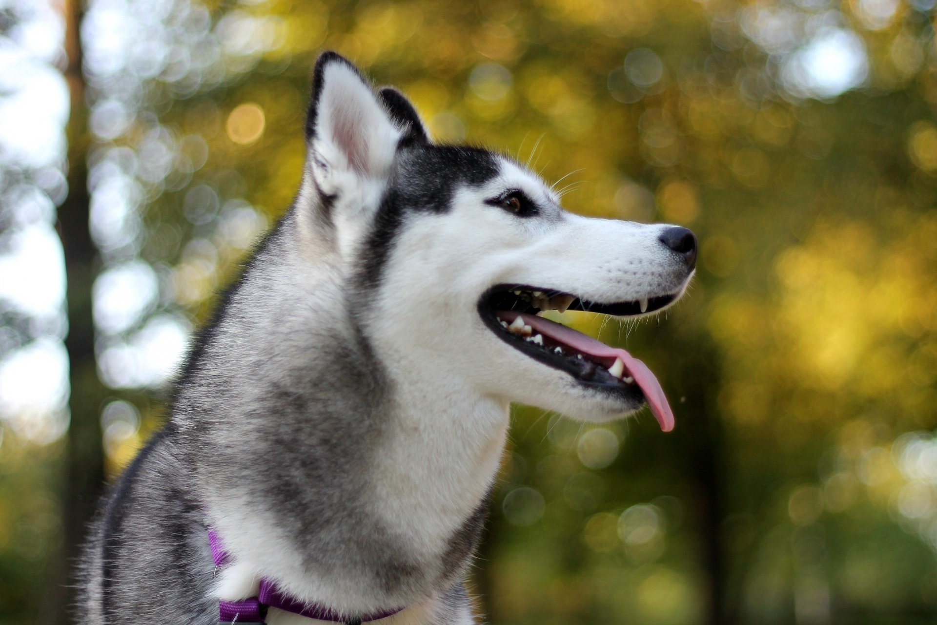 chien regard ami