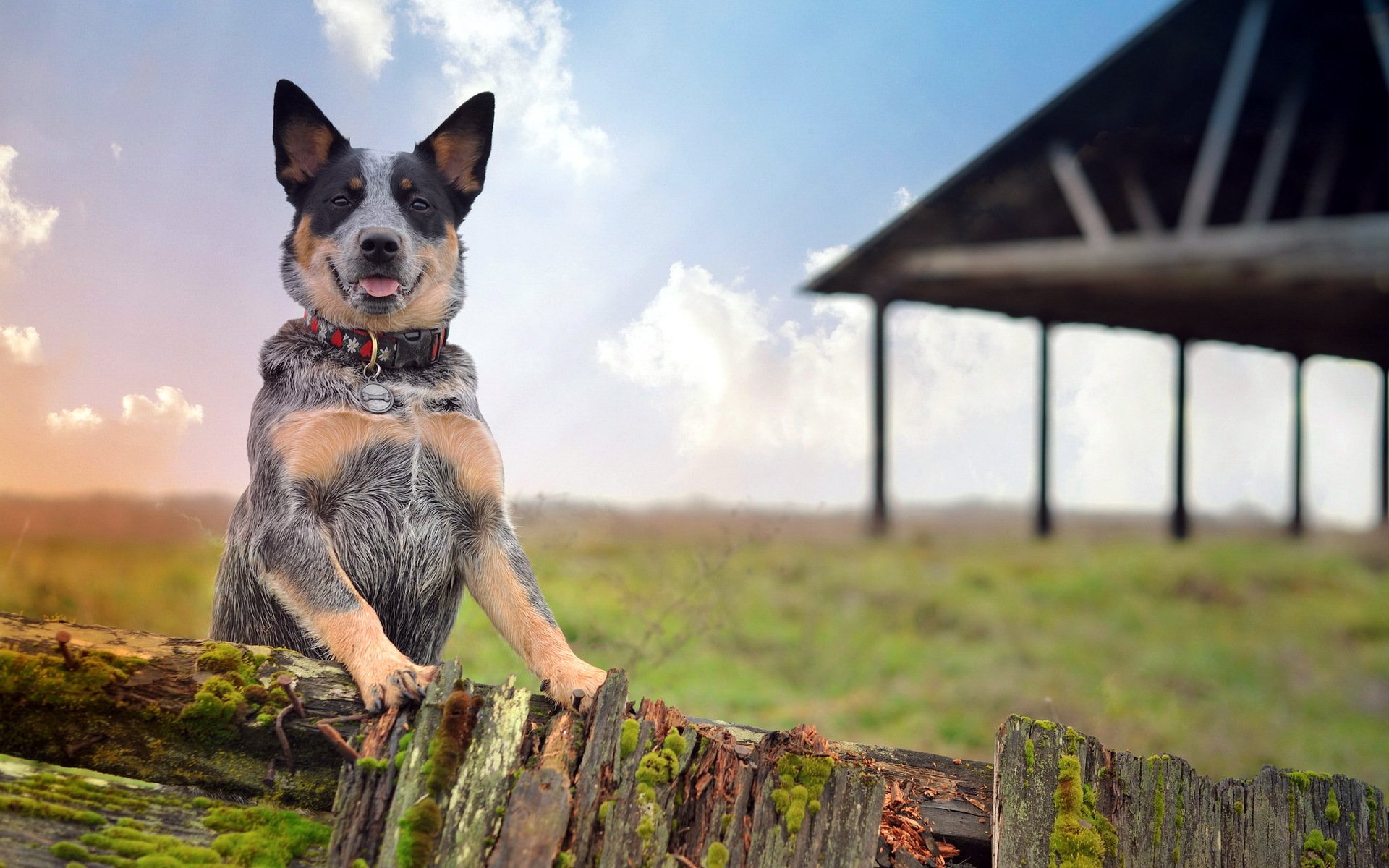 hund blick freund