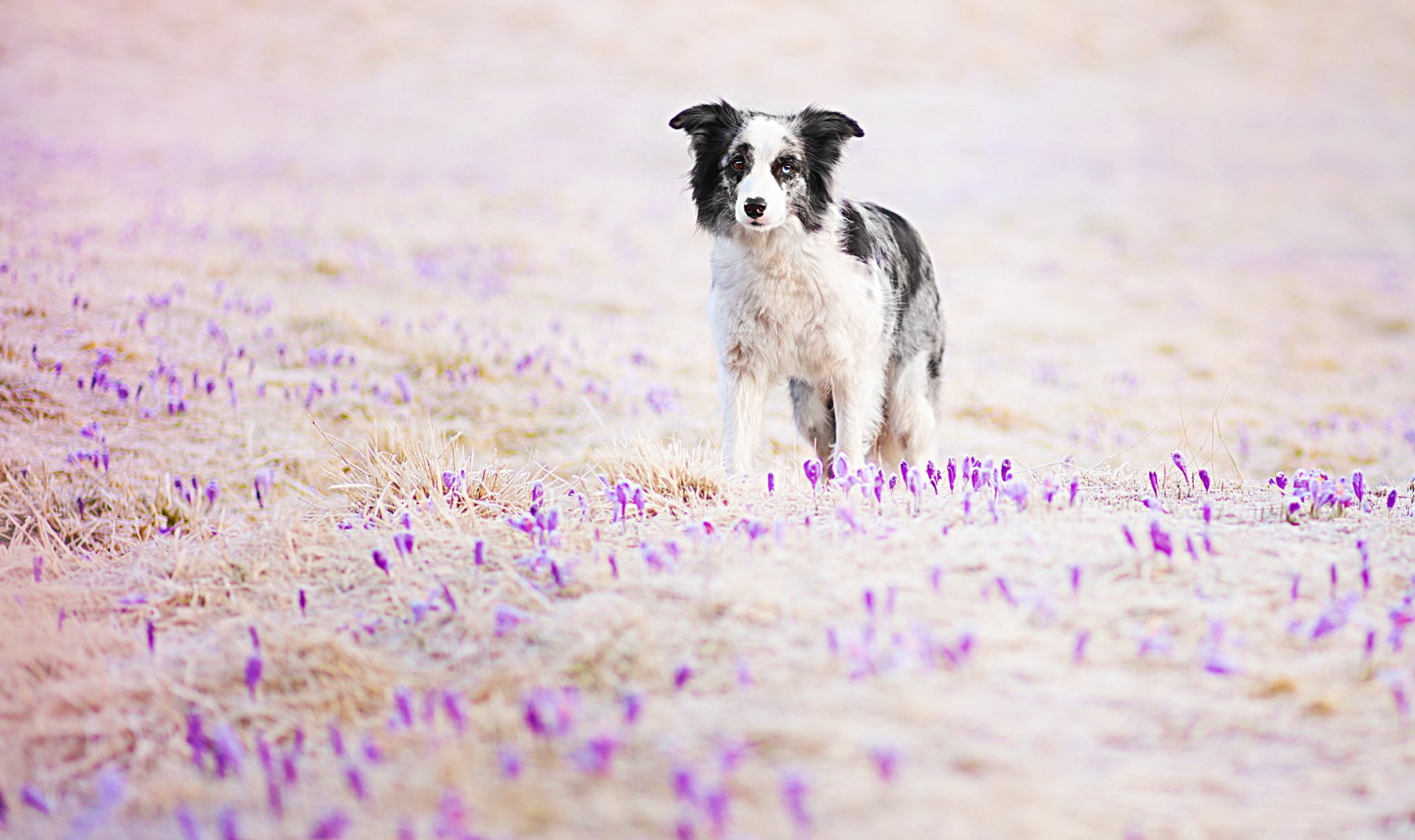 hund blick freund
