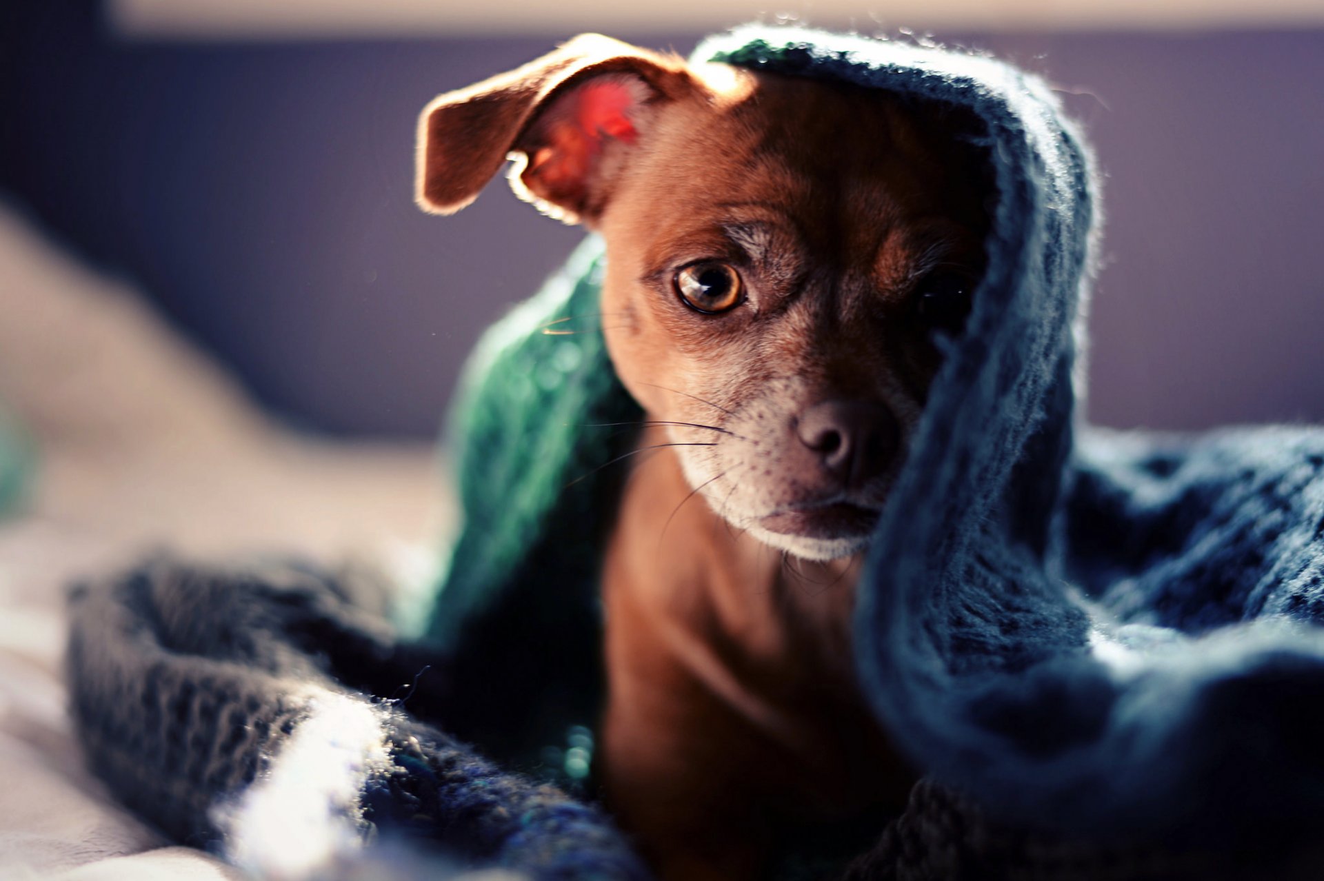 cane cucciolo sguardo plaid