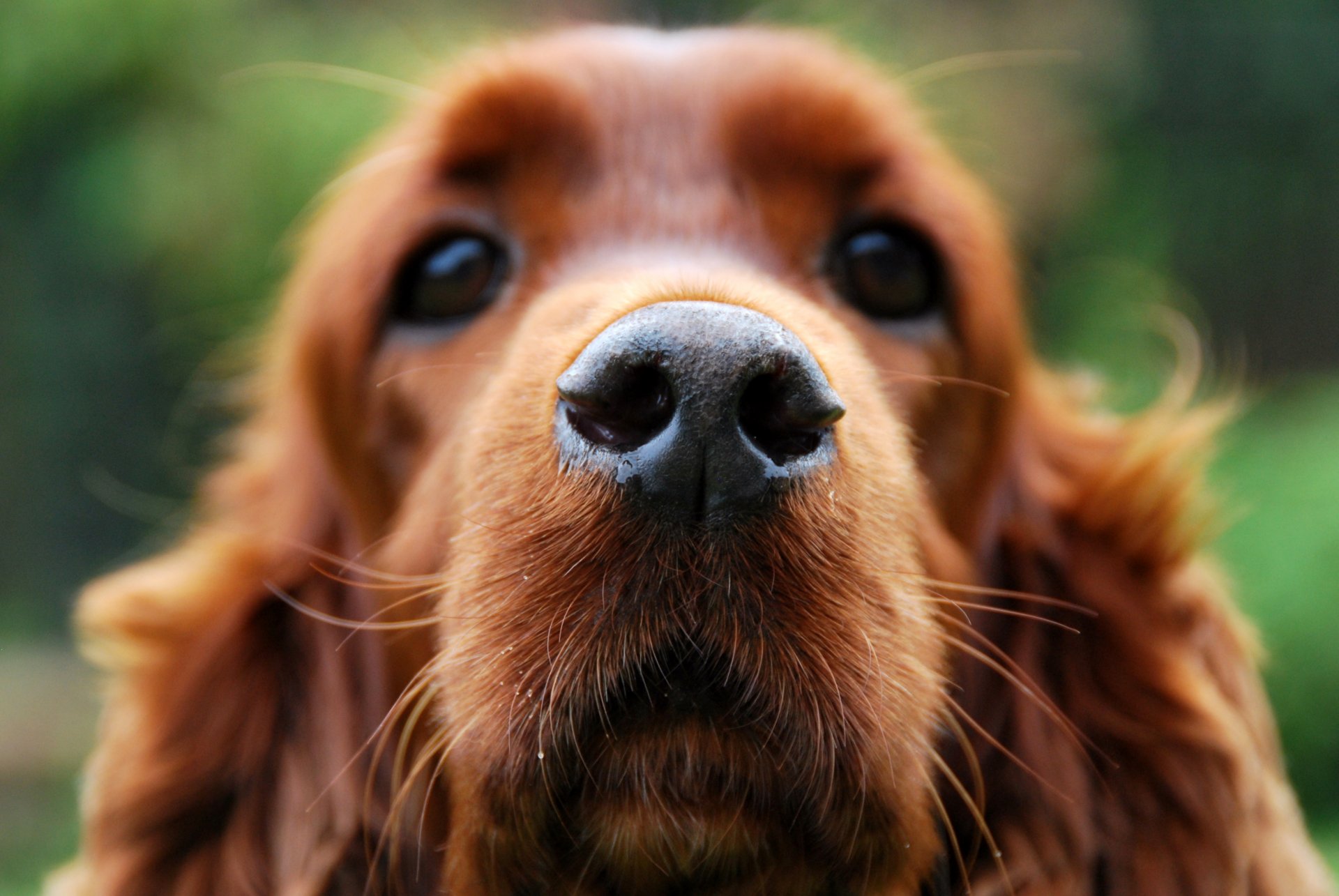 hund cockerspaniel freund schnauze nase wolle schaut makro