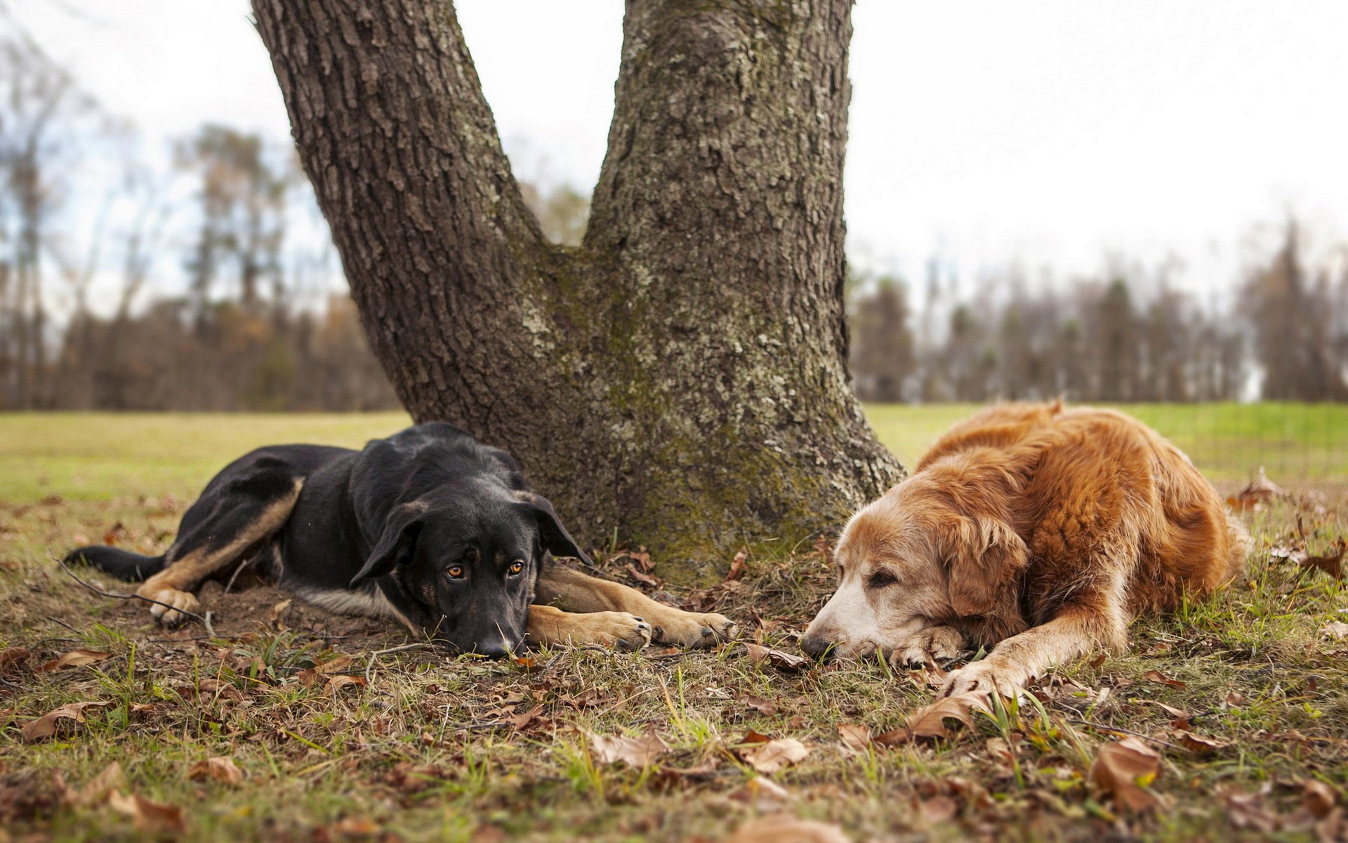 cani natura amici