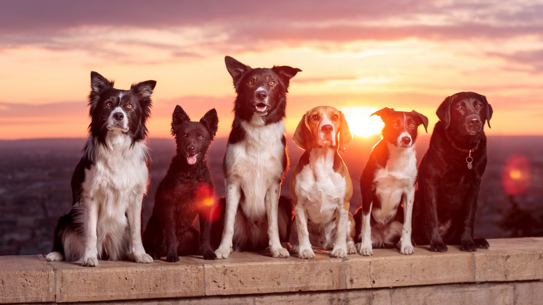 perros amigos puesta de sol