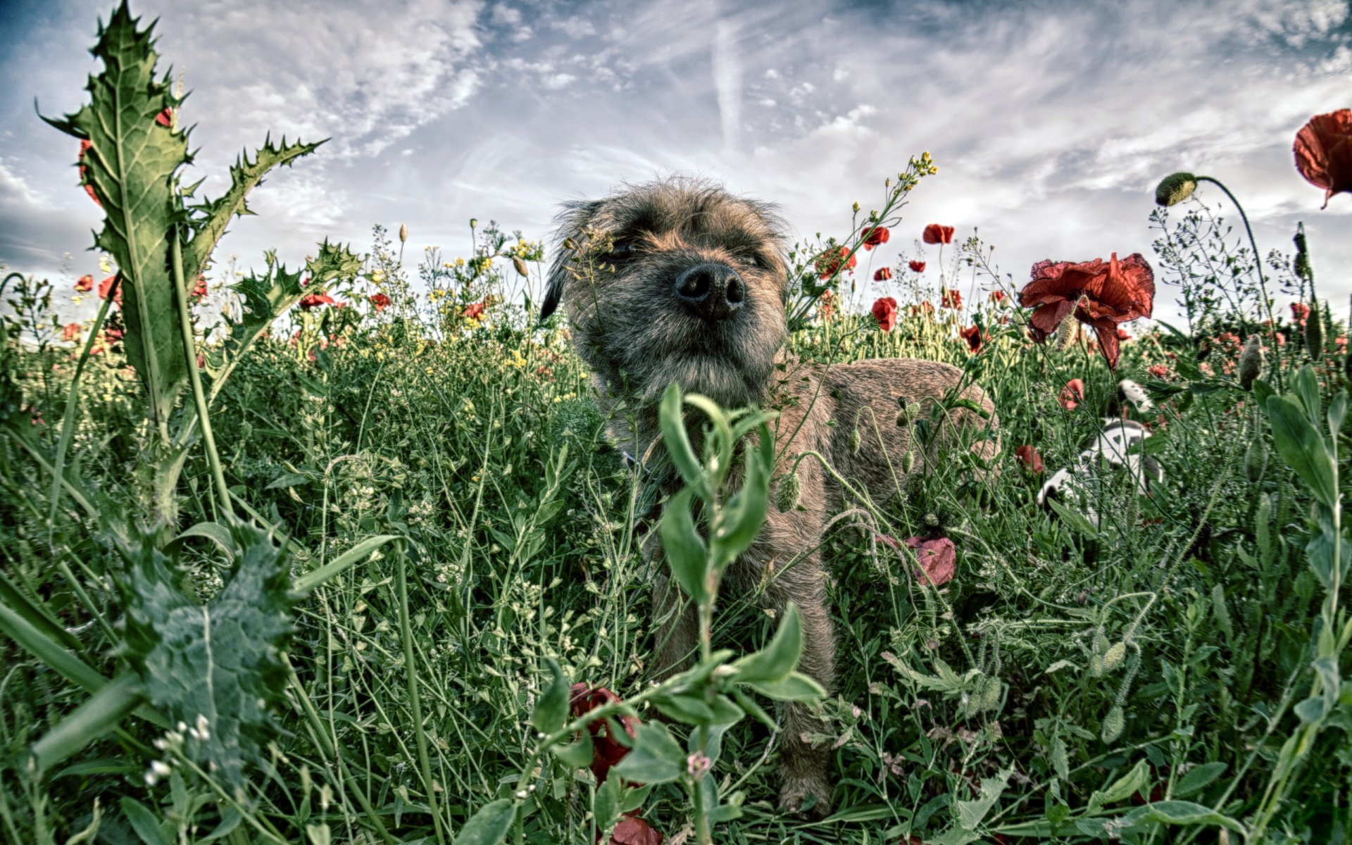 dog the field poppie