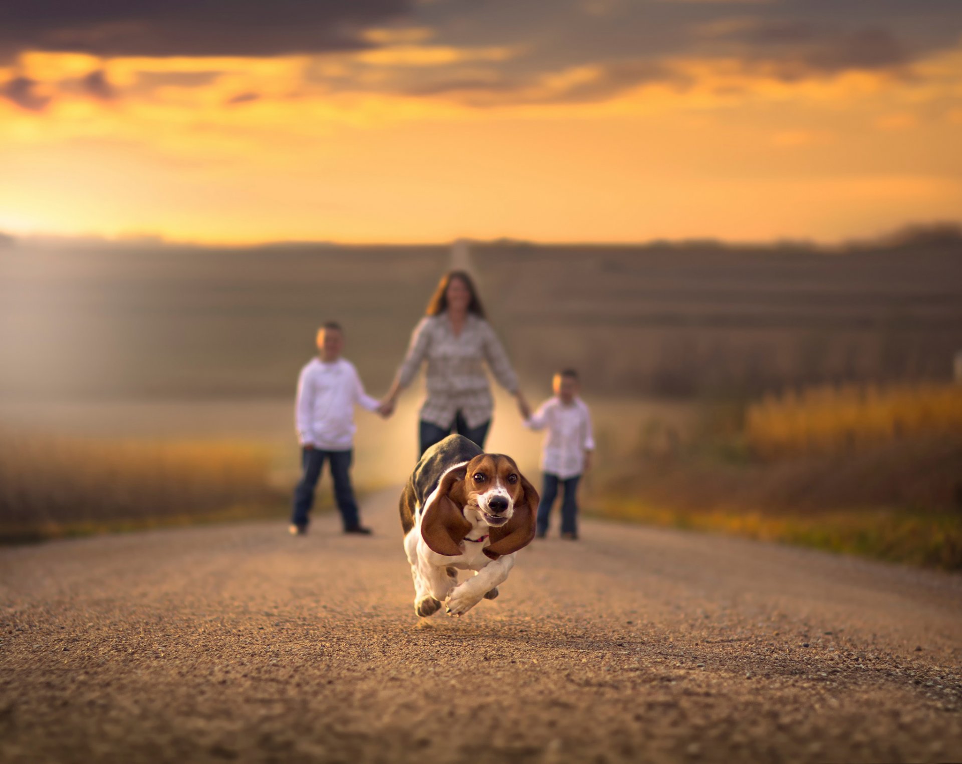 camino correr perro bokeh niños