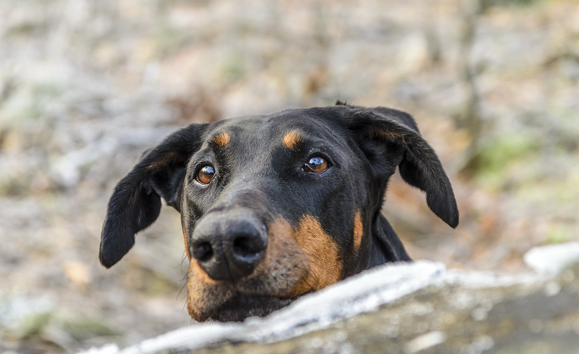 hund blick freund