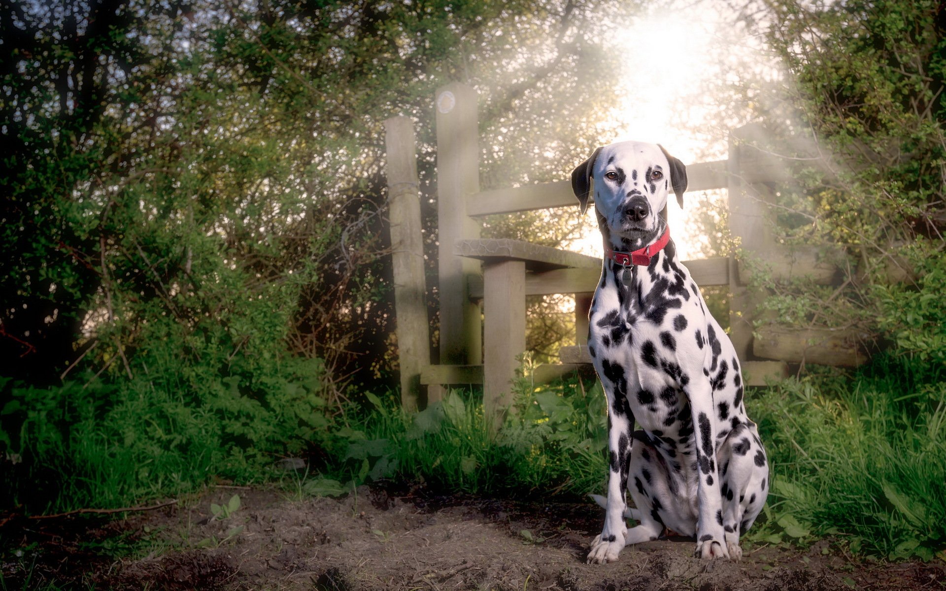 dalmatian puppy dog