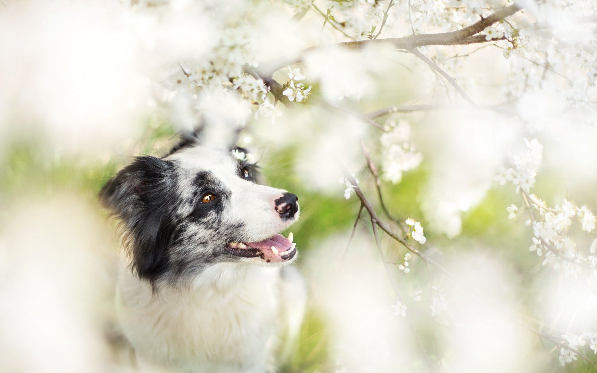 chien vue ami jardin