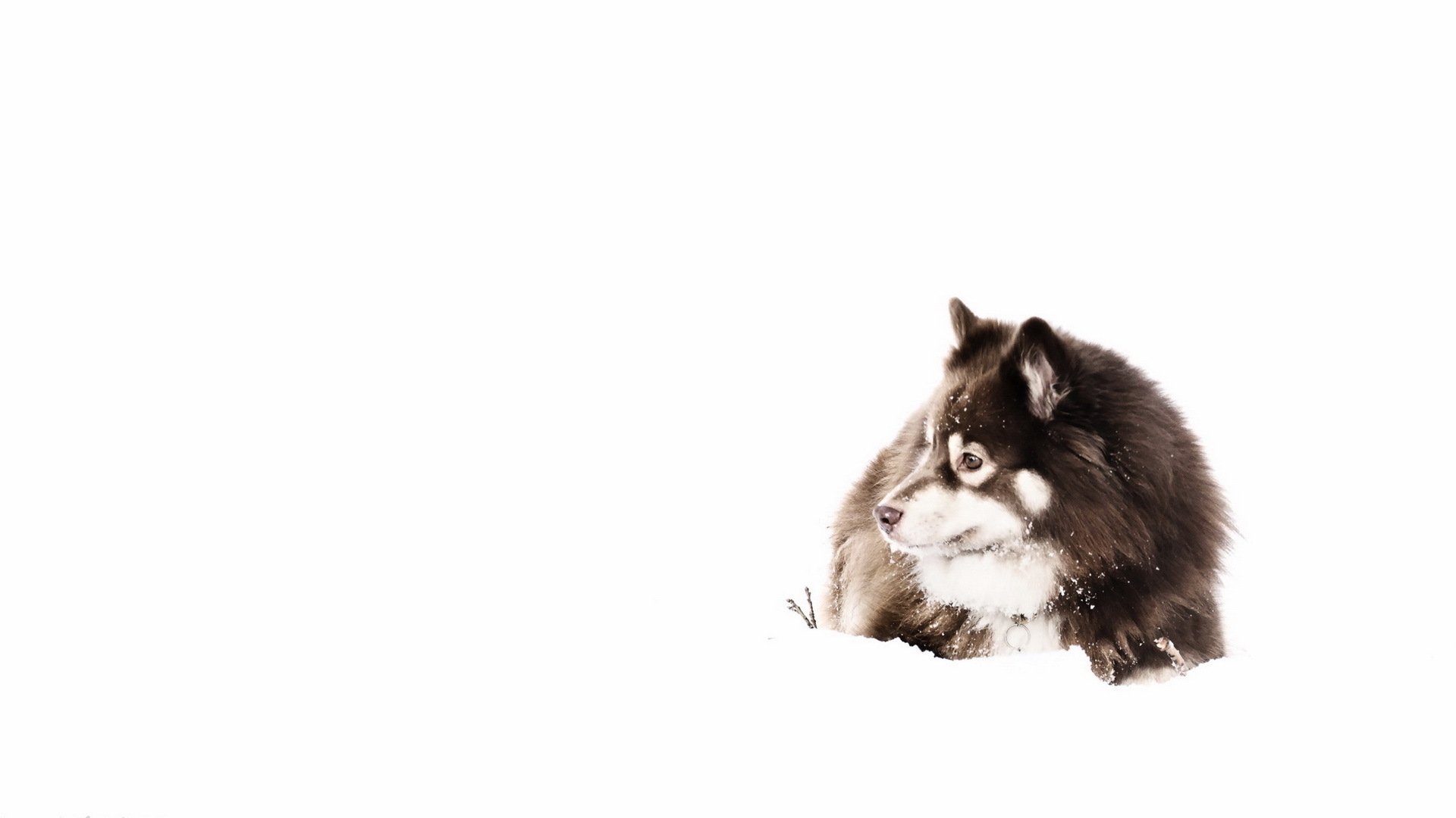 dog view other