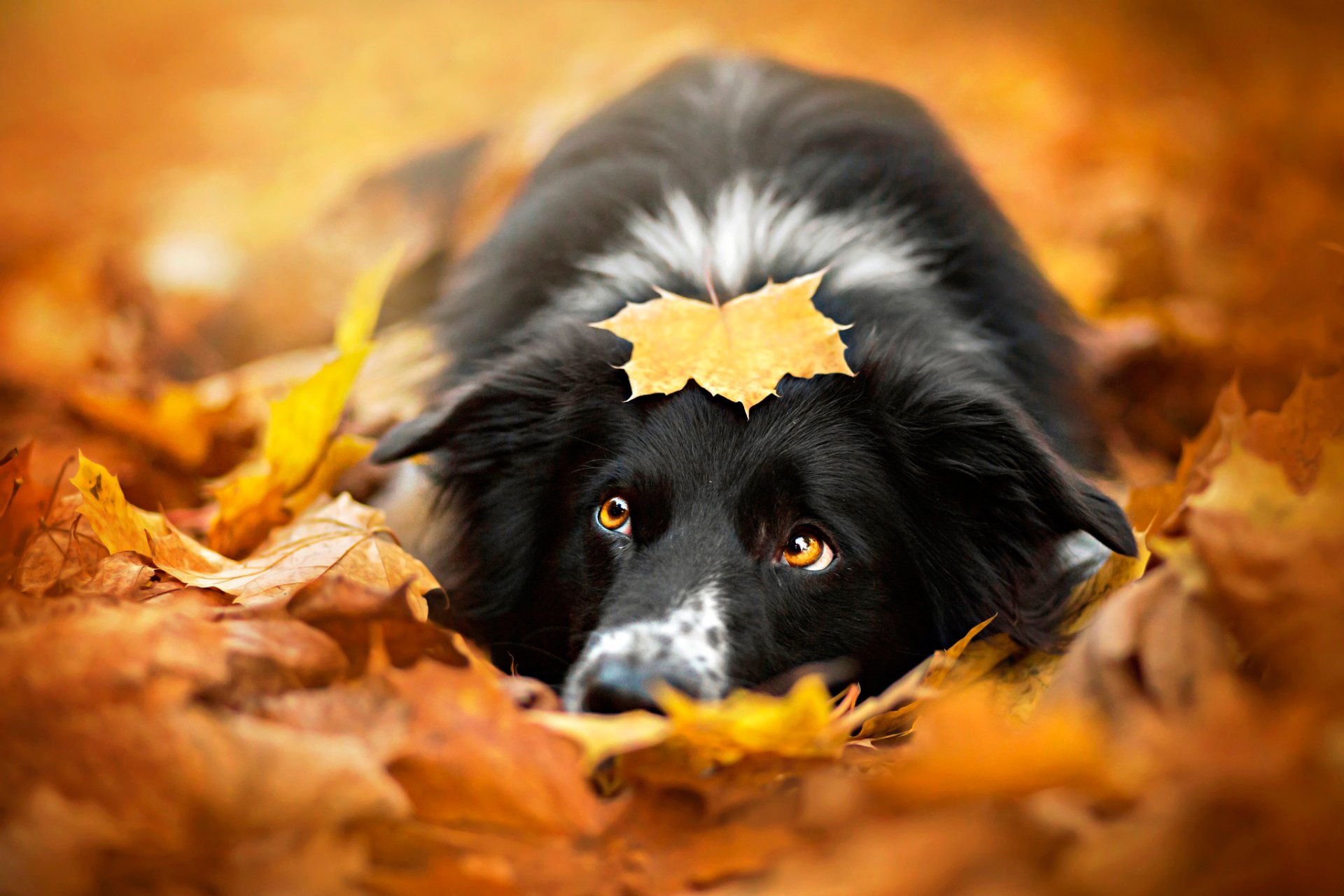 autunno foglia cane