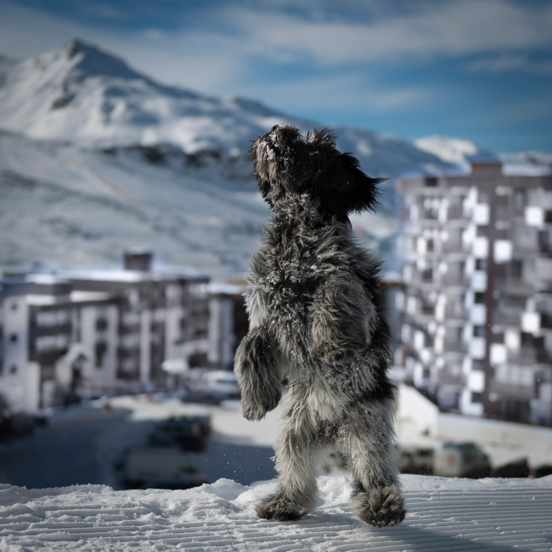 schnee stadt hund