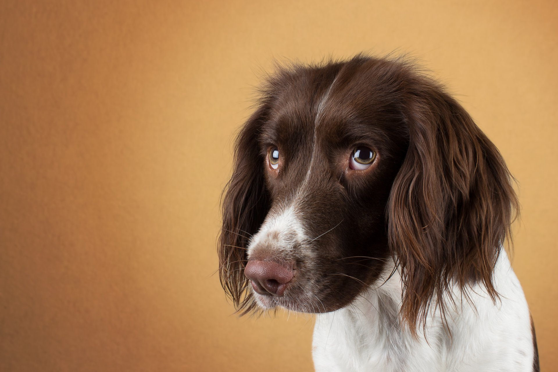 hund gesicht augen traurig