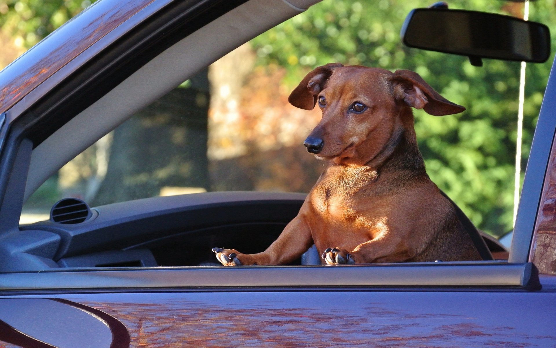 cane bassotto auto passeggero situazione
