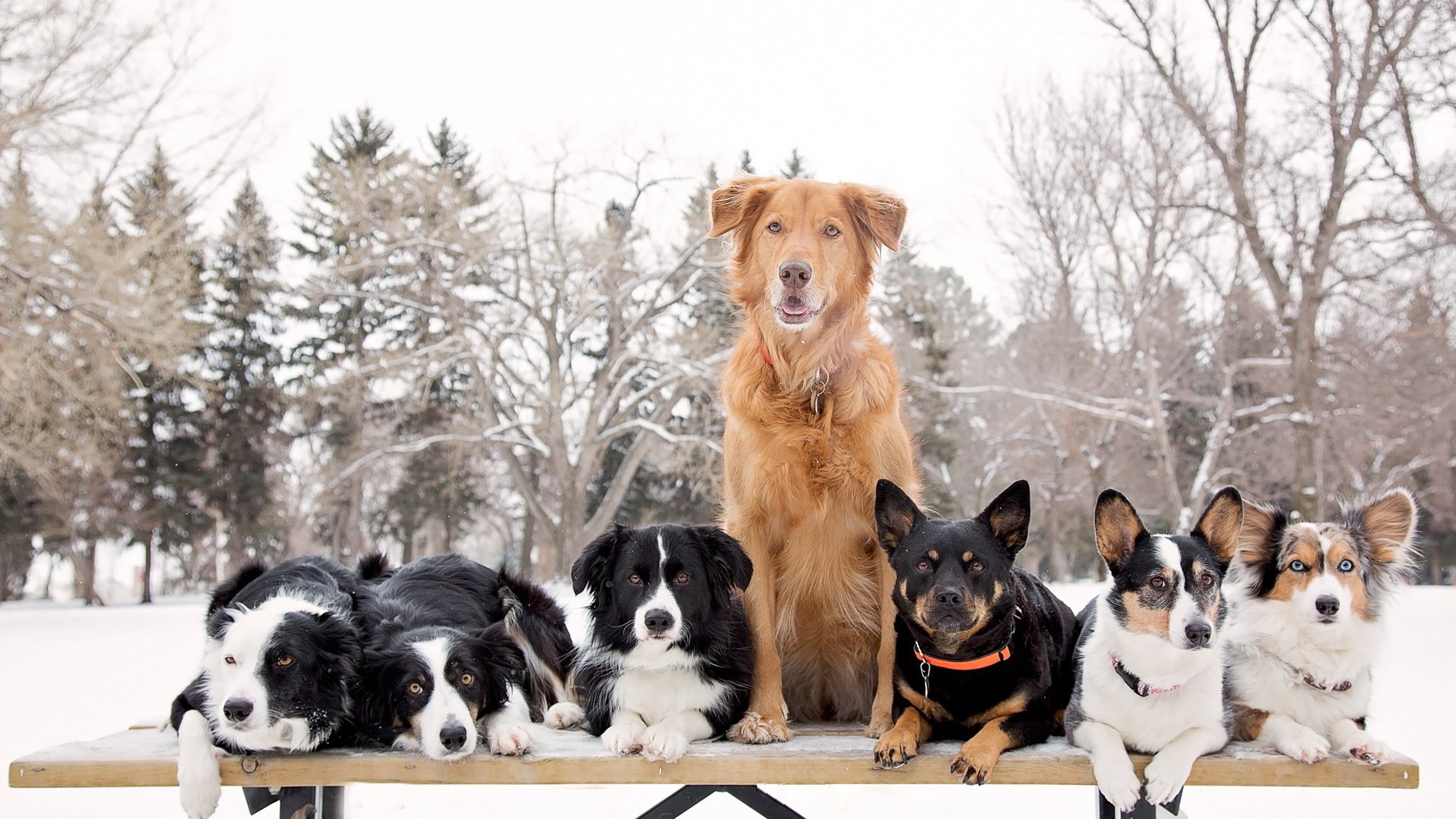 chiens beaucoup nature