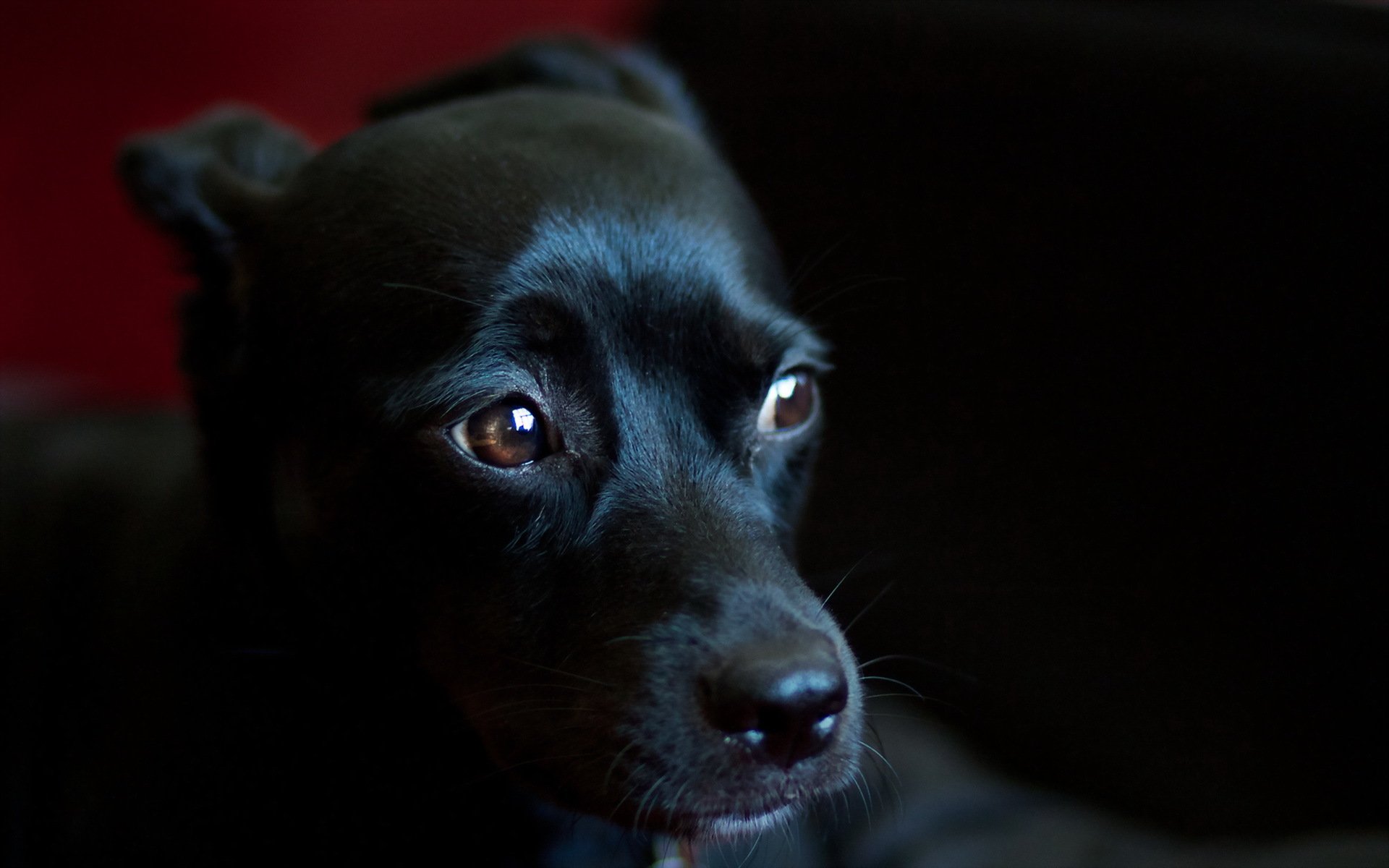 cane sguardo amico