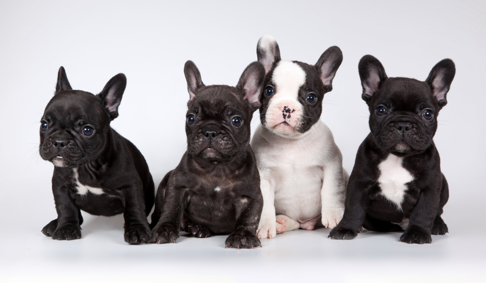 chiens amis fond
