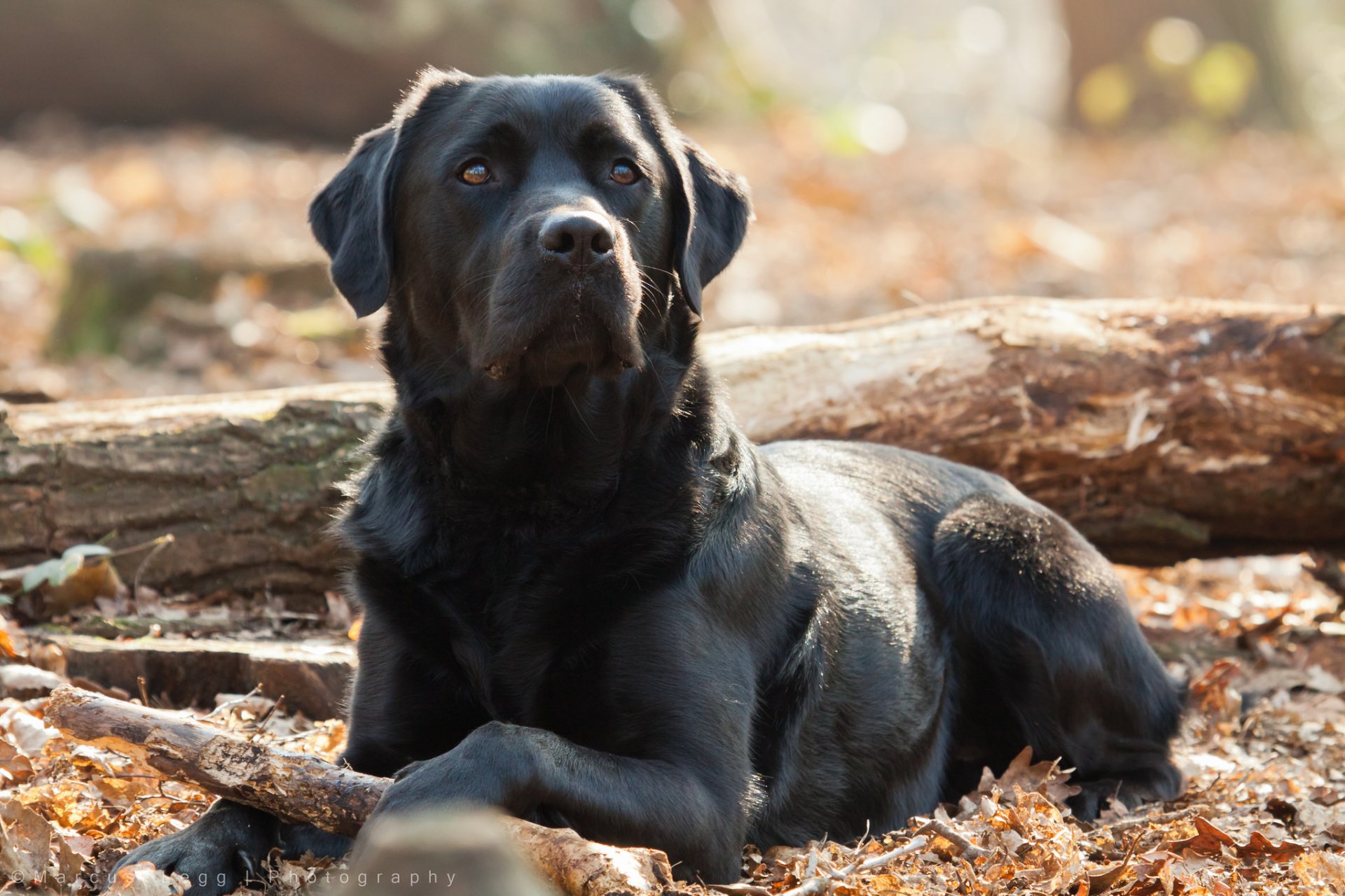 chien regard ami