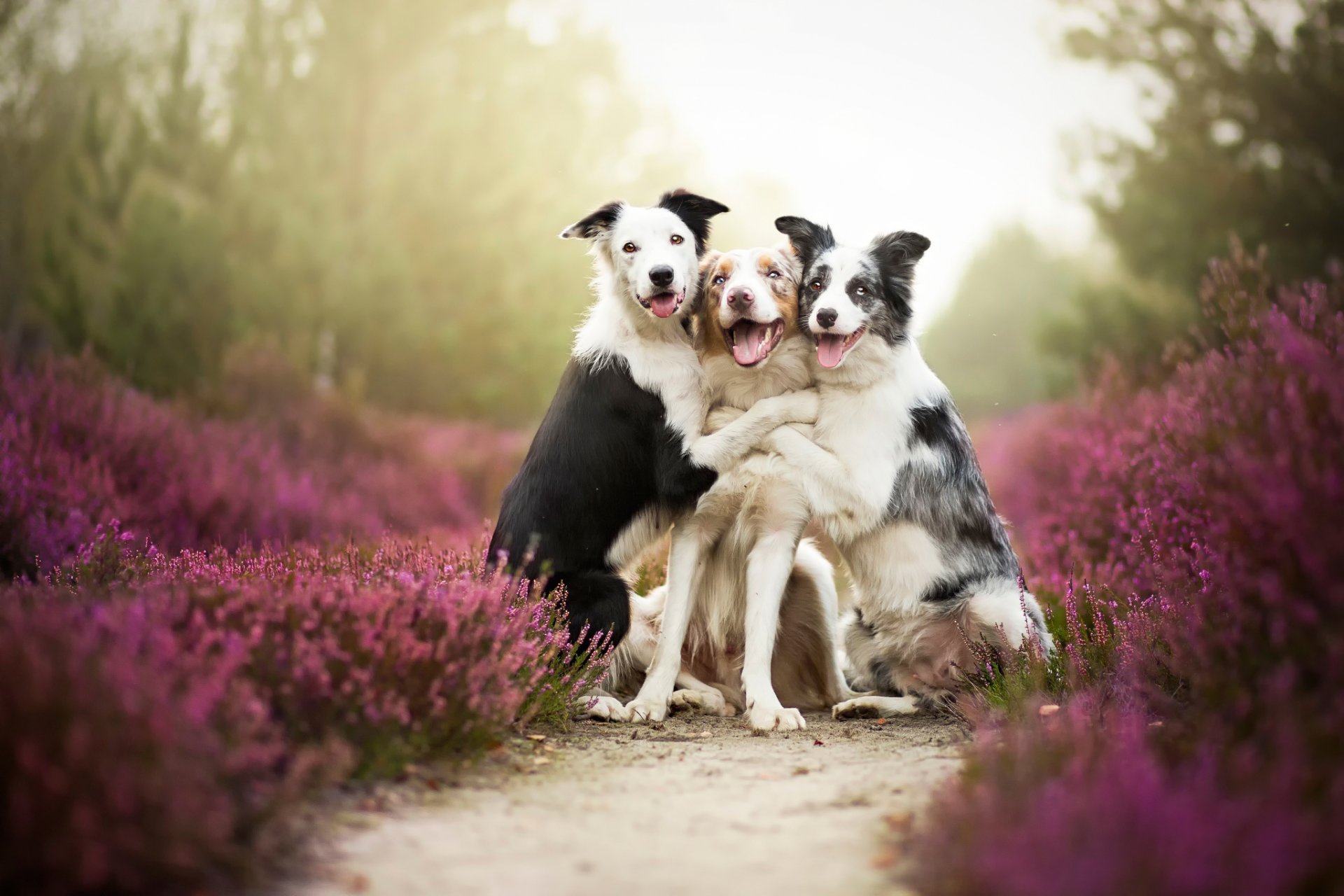 border collie amici cani