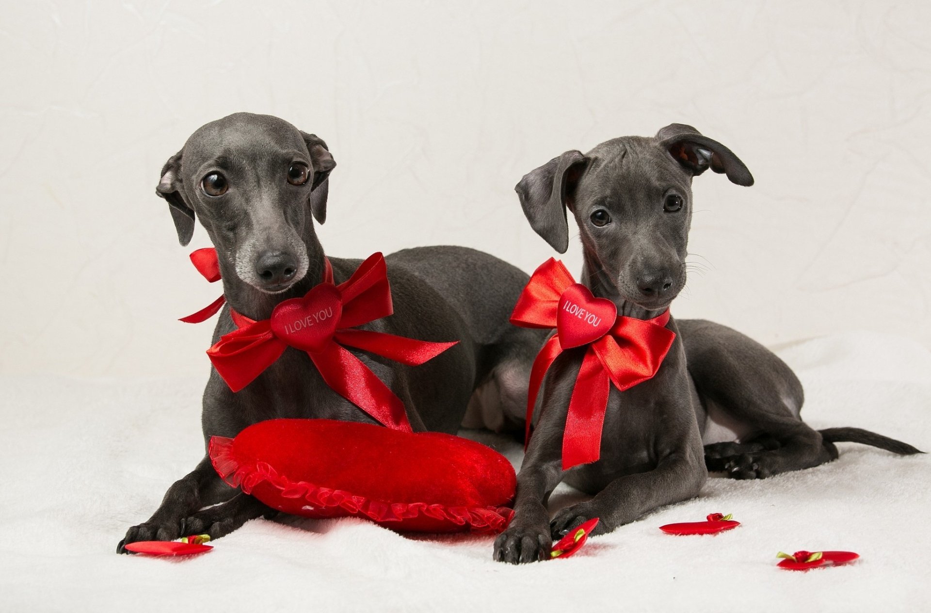 perros arcos corazones