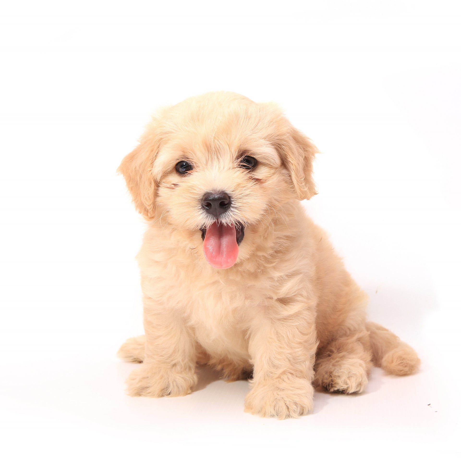 dog puppy white background