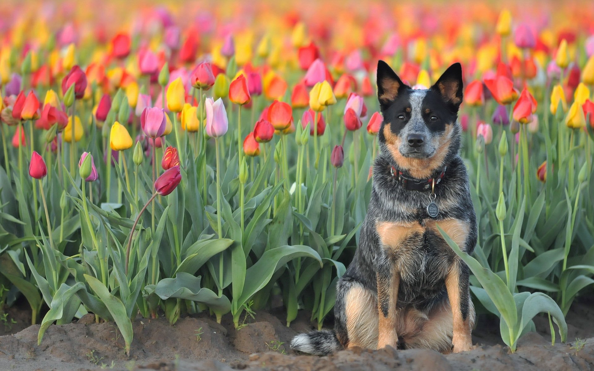 chien vue ami tulipes