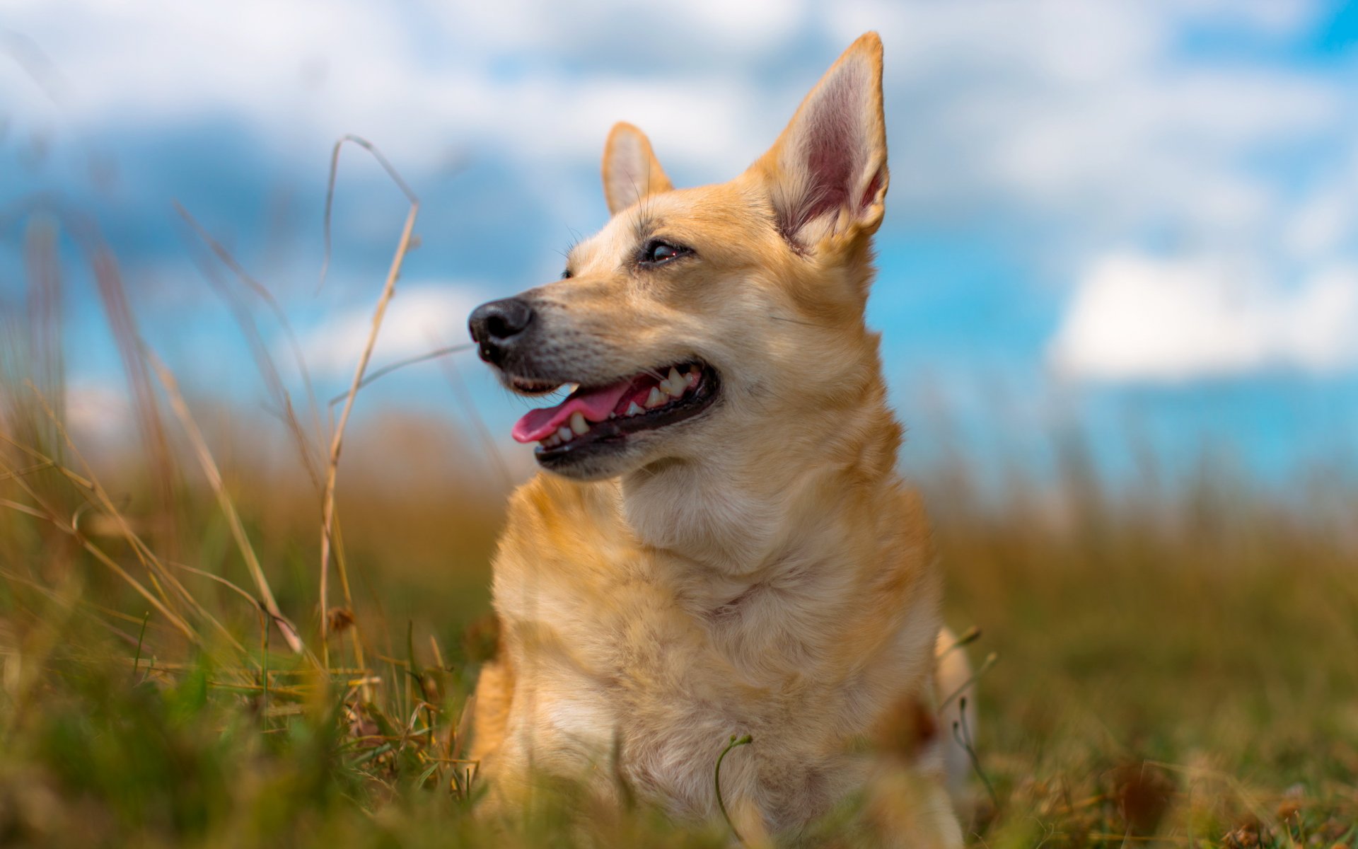 chien ami été nature