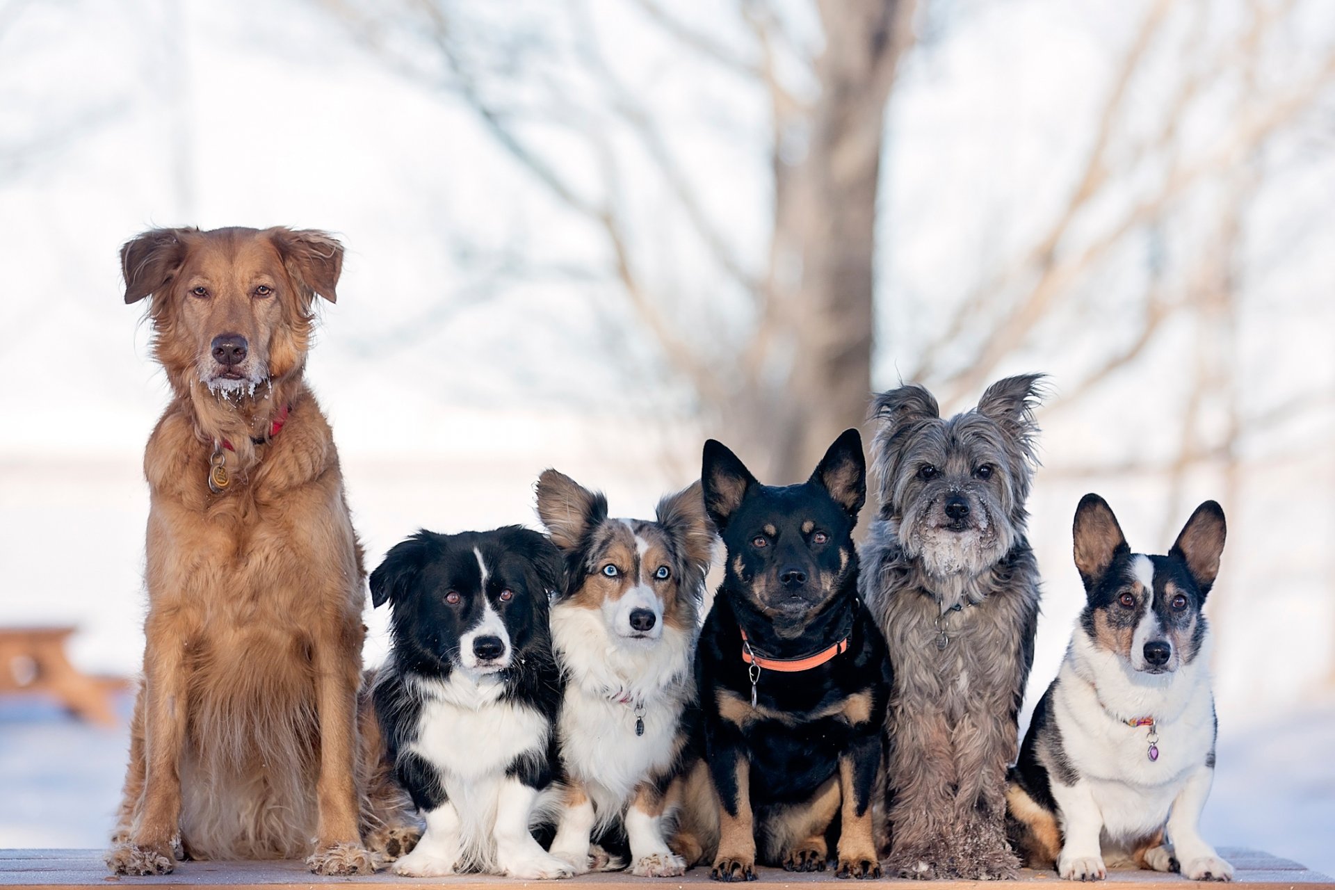 dogs miscellaneous specie