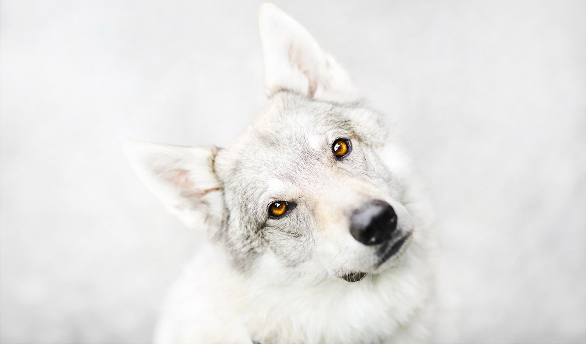 cane sguardo amico