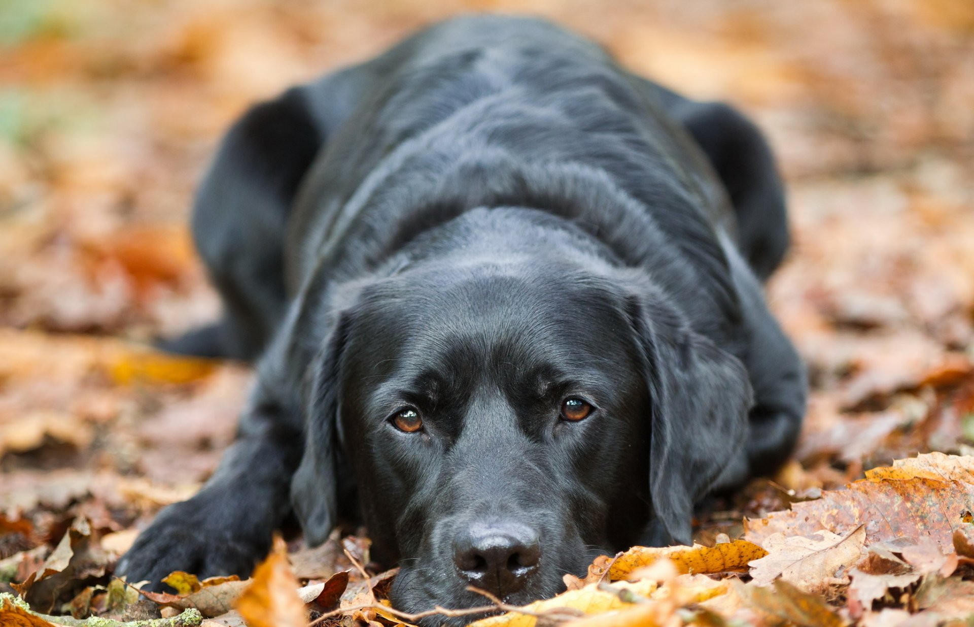 chien regard ami